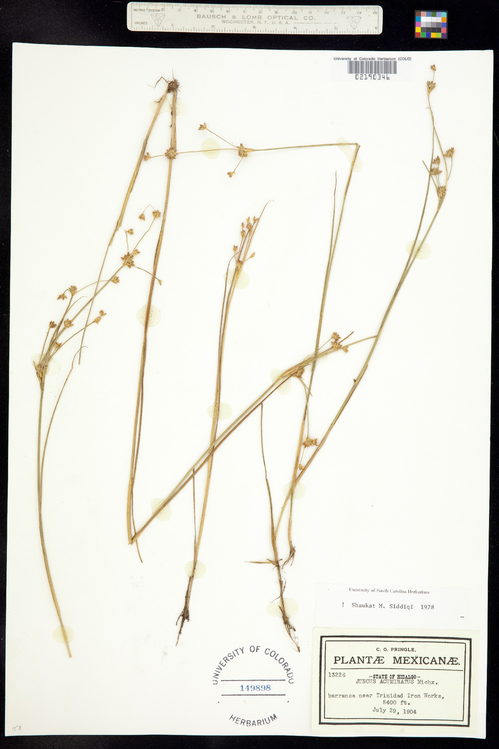 Juncus acuminatus image