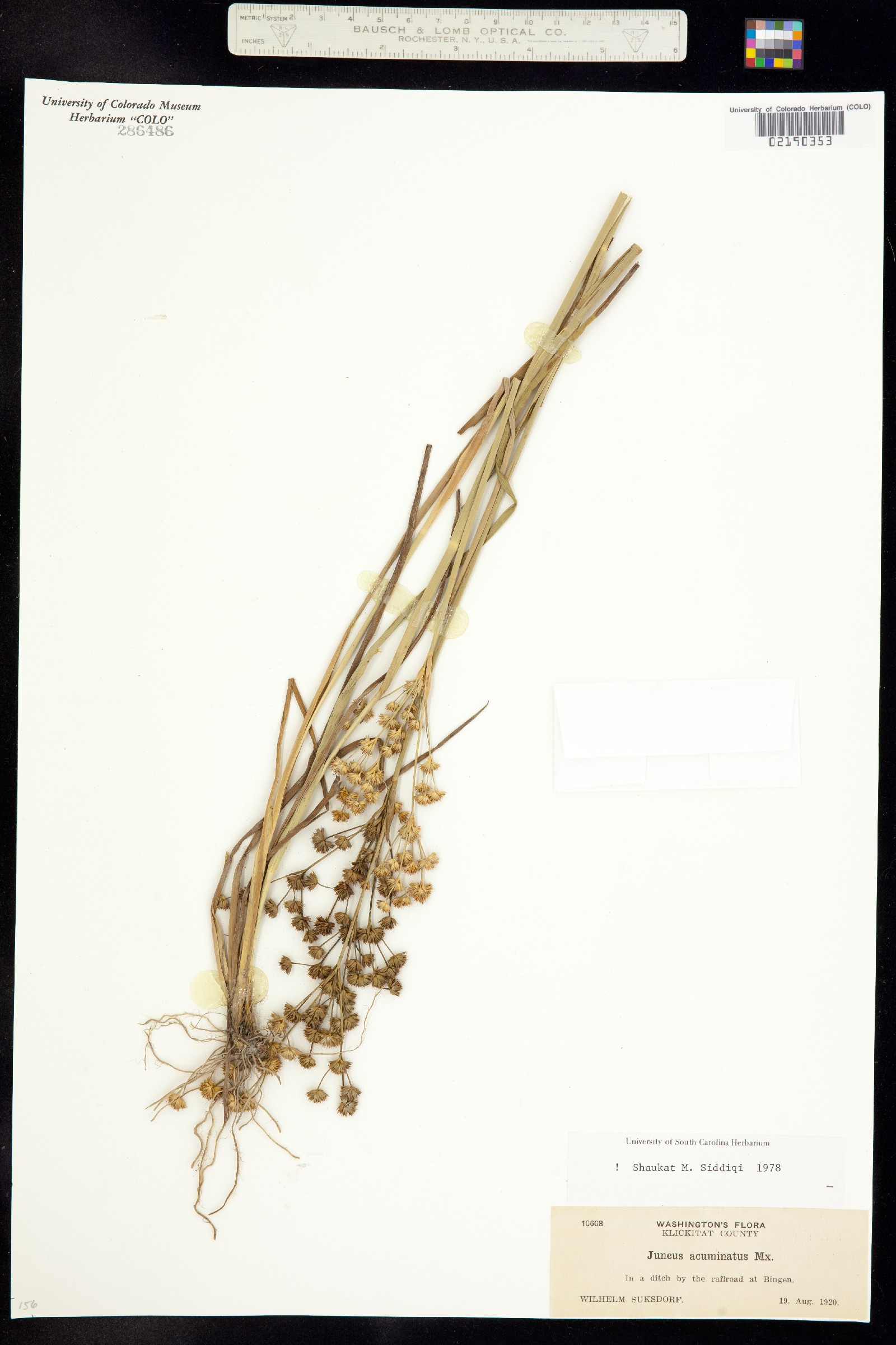 Juncus acuminatus image
