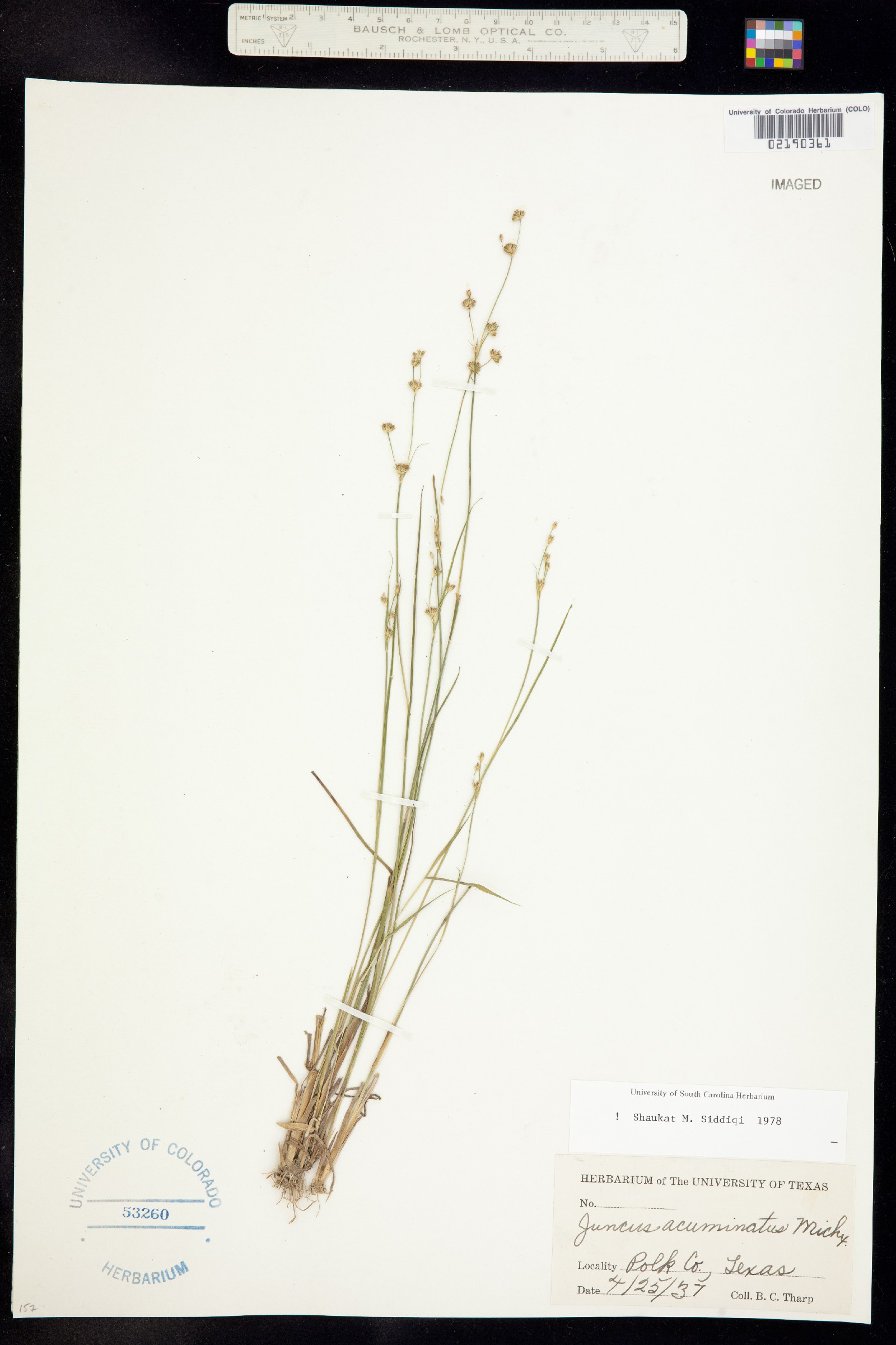 Juncus acuminatus image