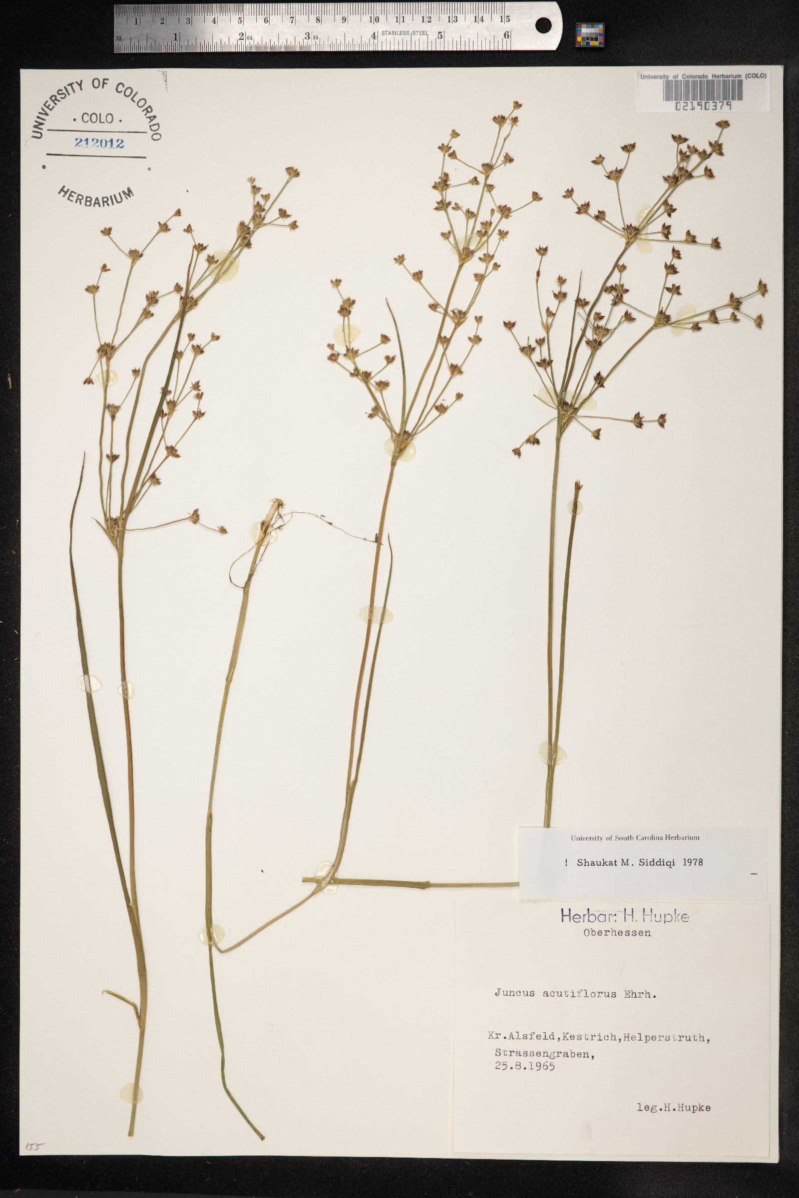 Juncus acutiflorus image