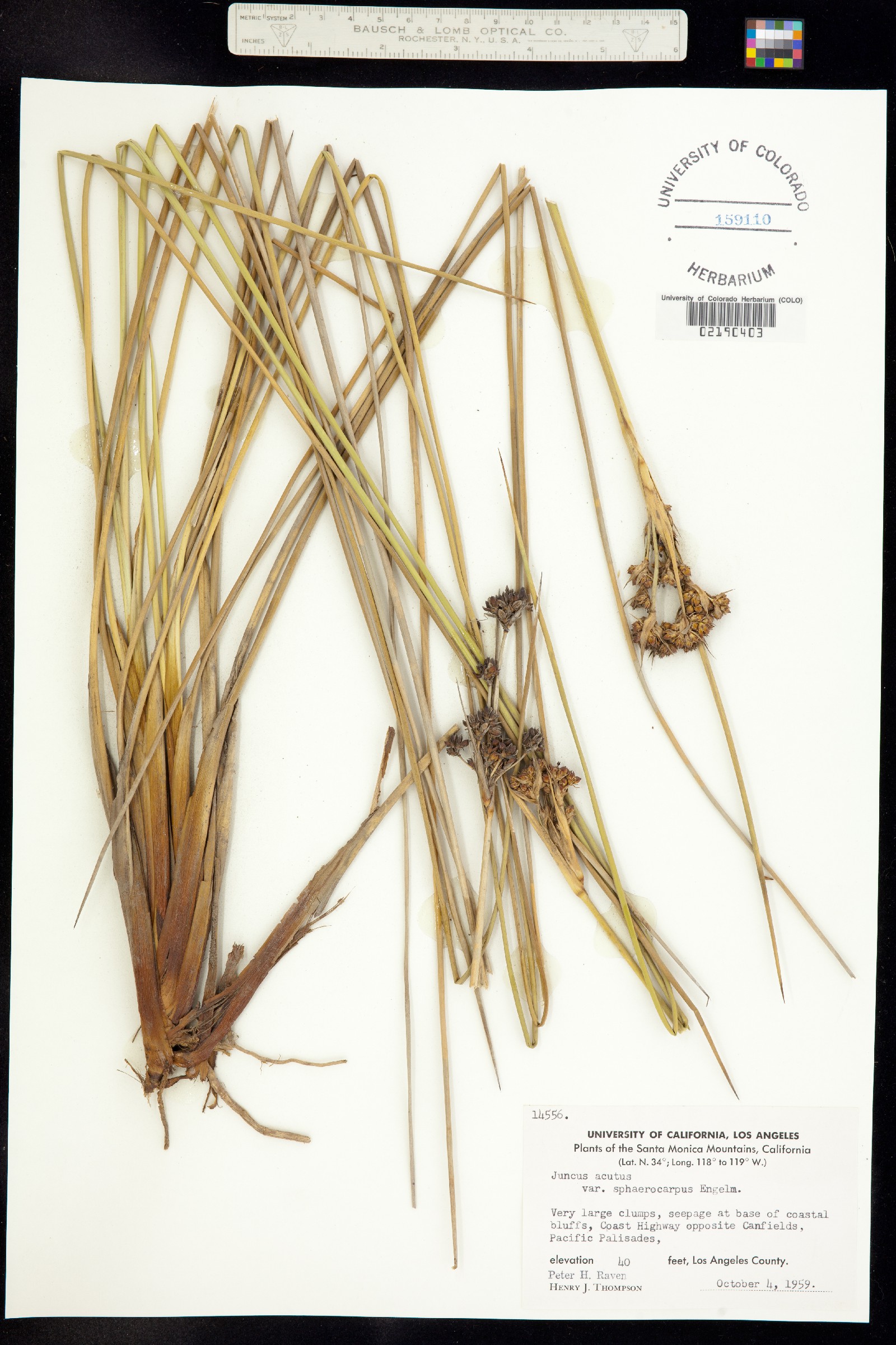 Juncus acutus image