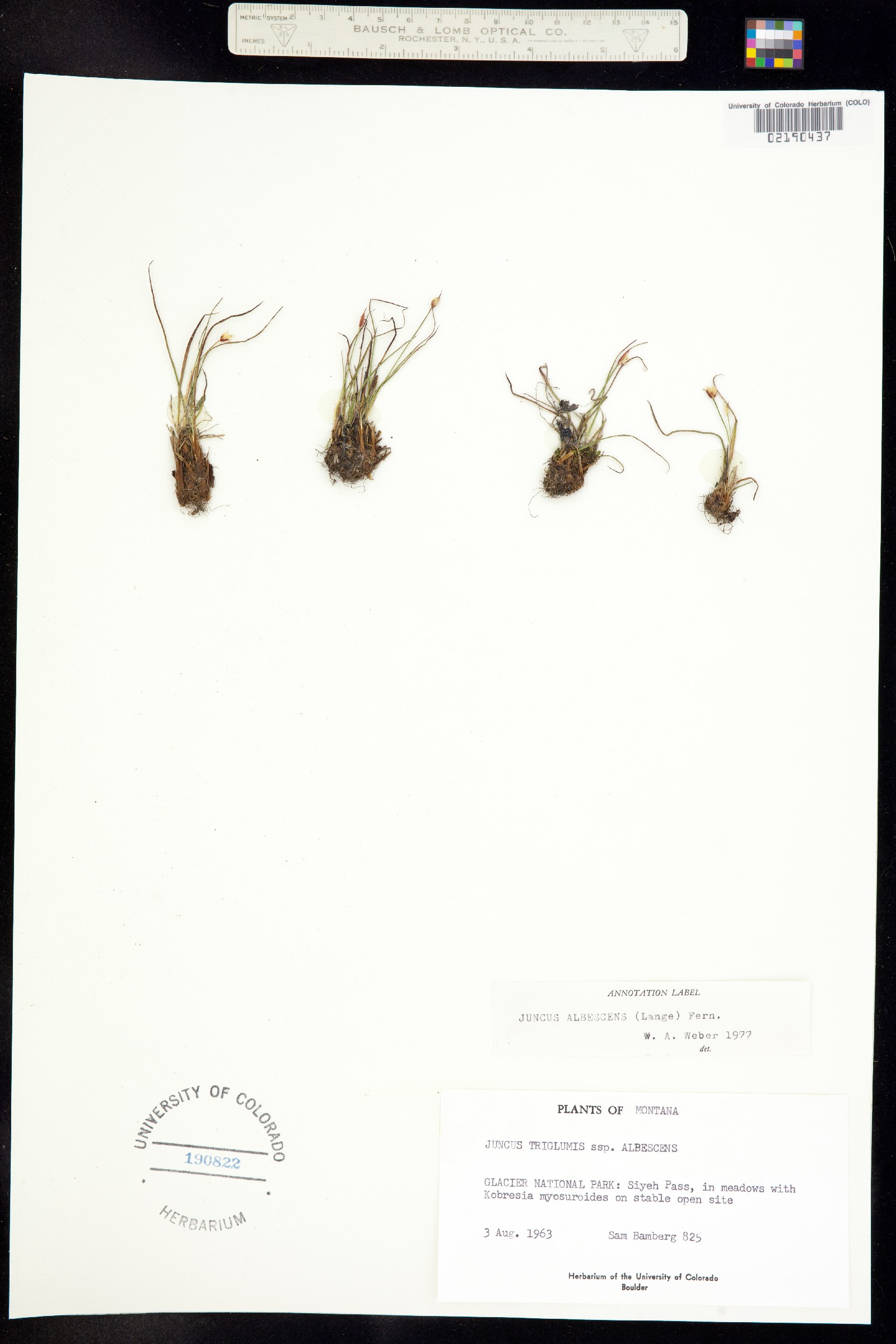 Juncus triglumis image