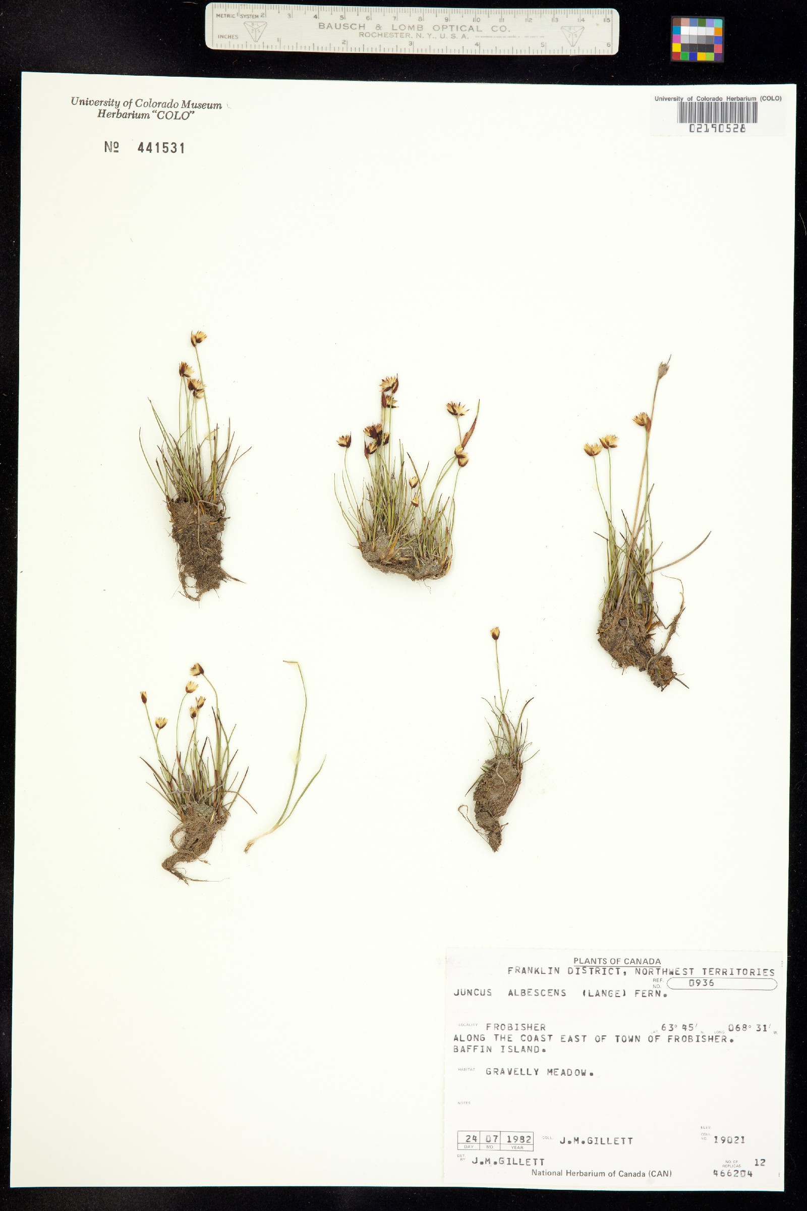 Juncus triglumis var. albescens image