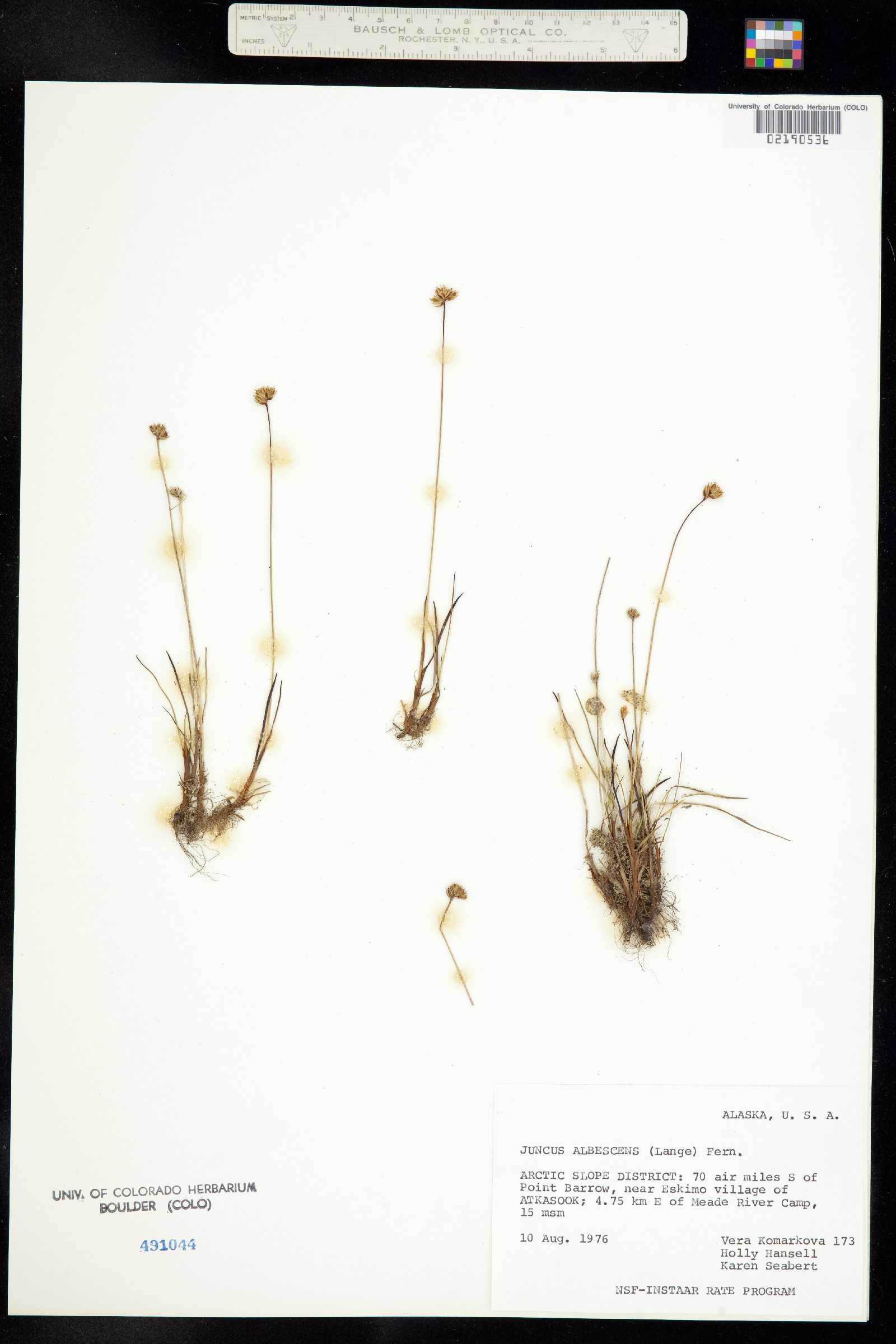 Juncus triglumis var. albescens image