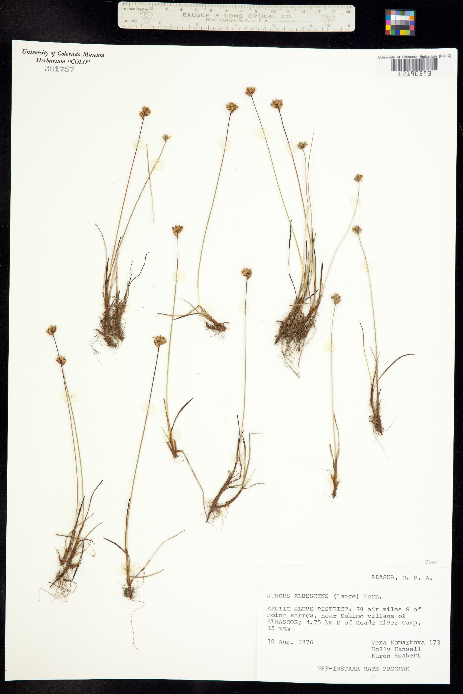 Juncus triglumis image