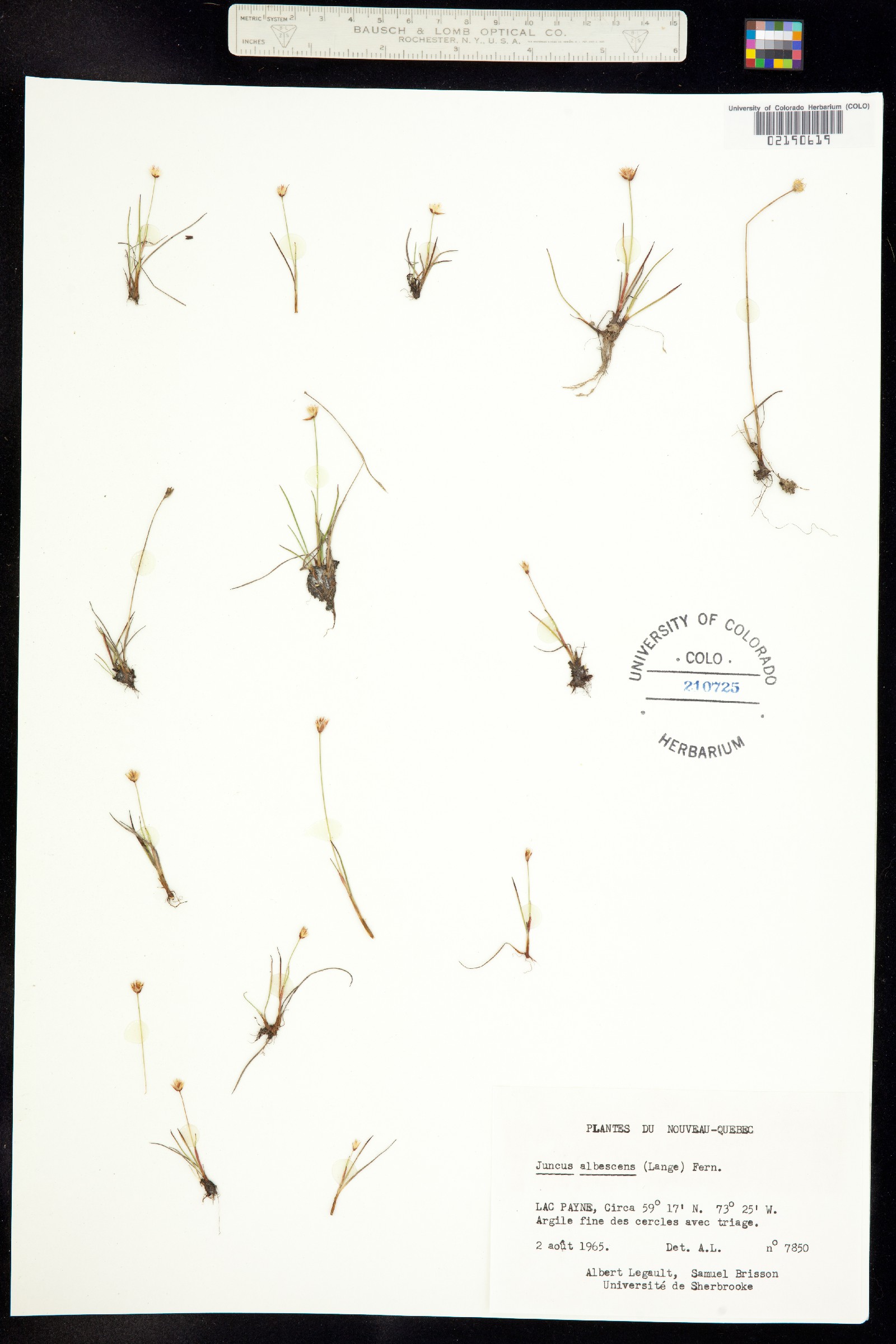 Juncus triglumis image