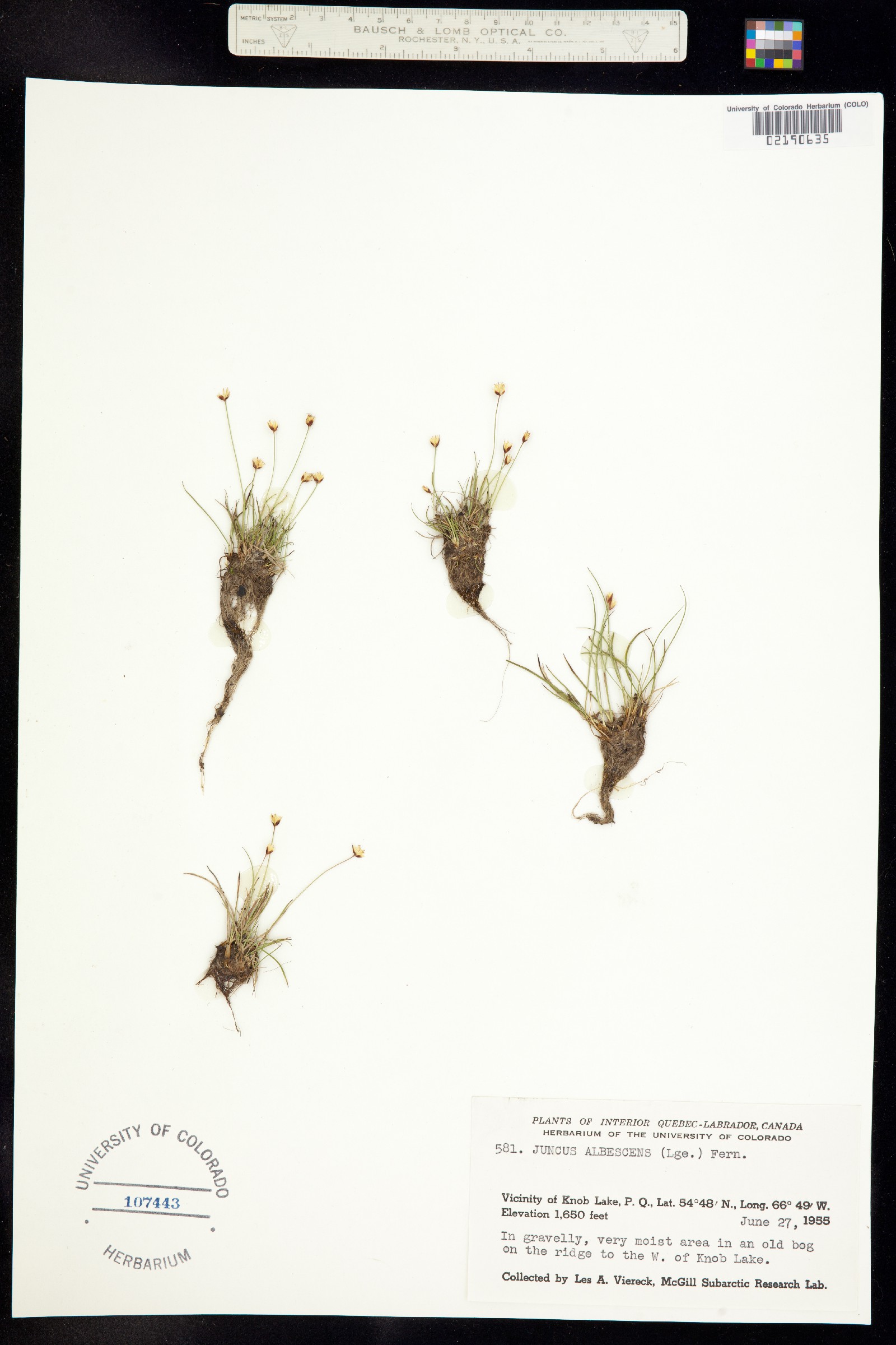Juncus triglumis var. albescens image