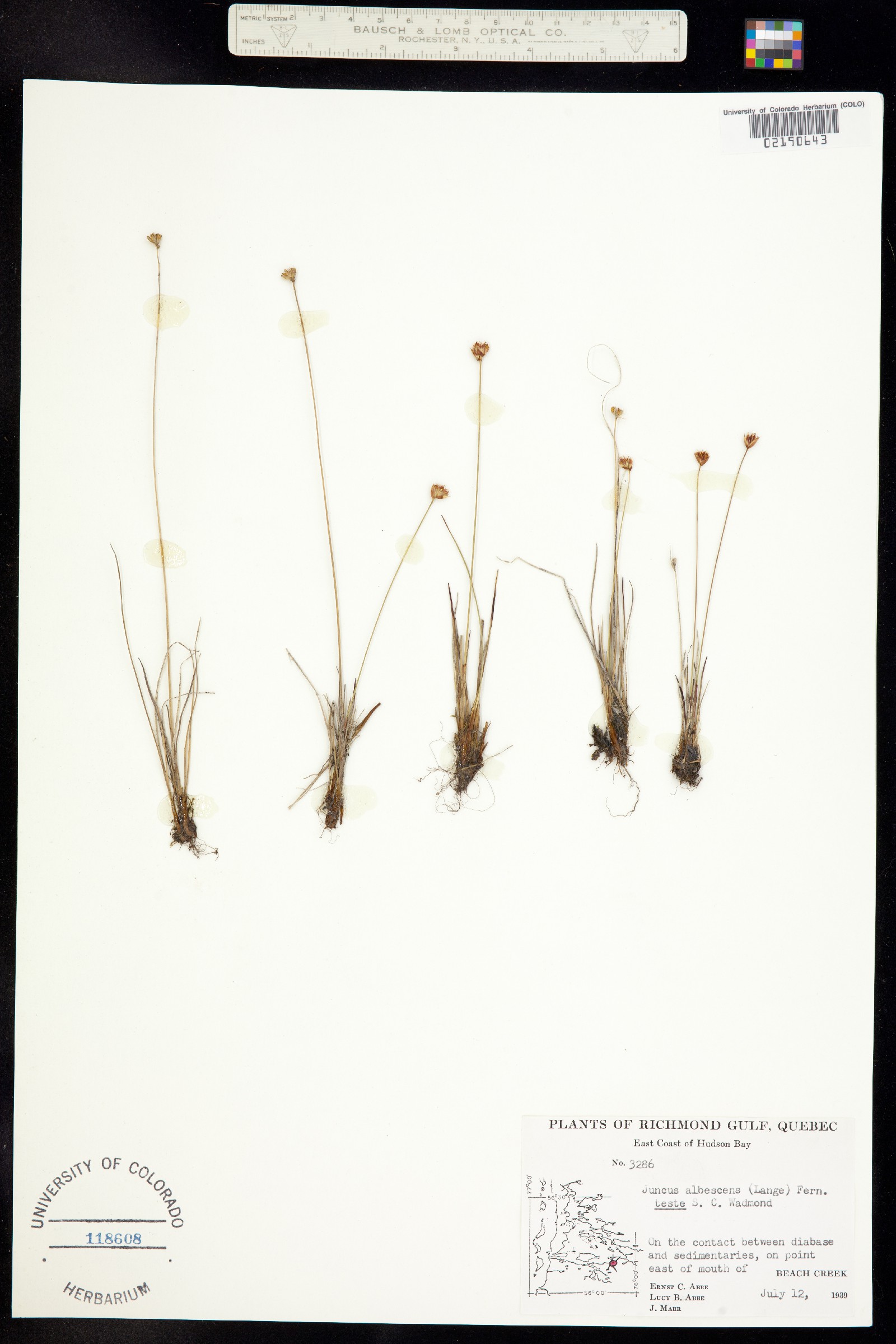 Juncus triglumis var. albescens image