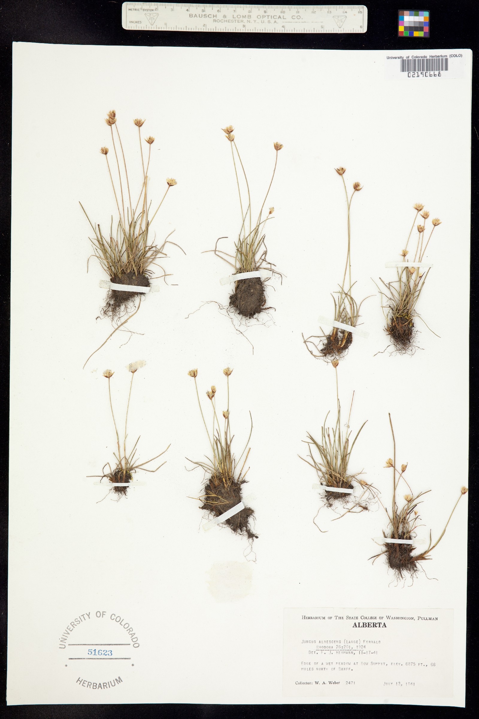 Juncus triglumis var. albescens image
