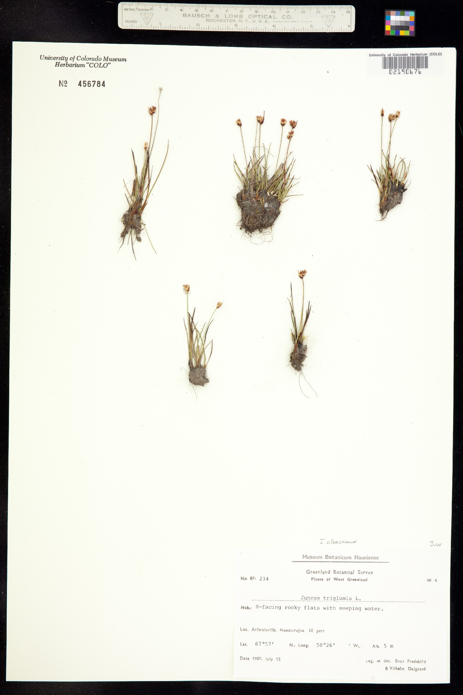 Juncus triglumis image