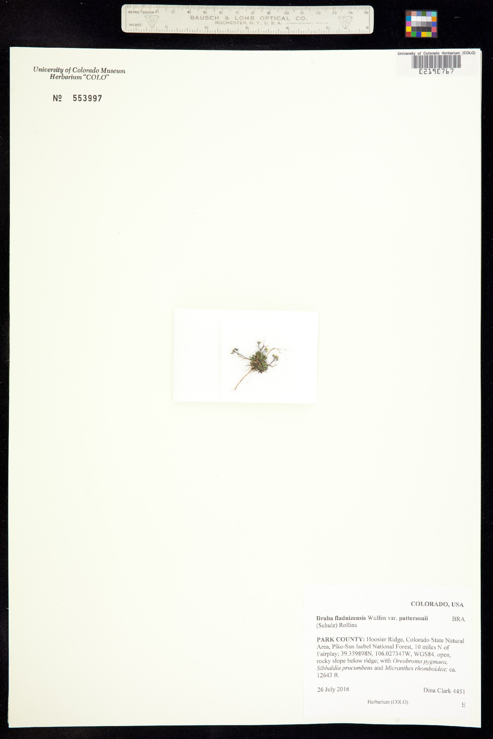 Draba fladnizensis image