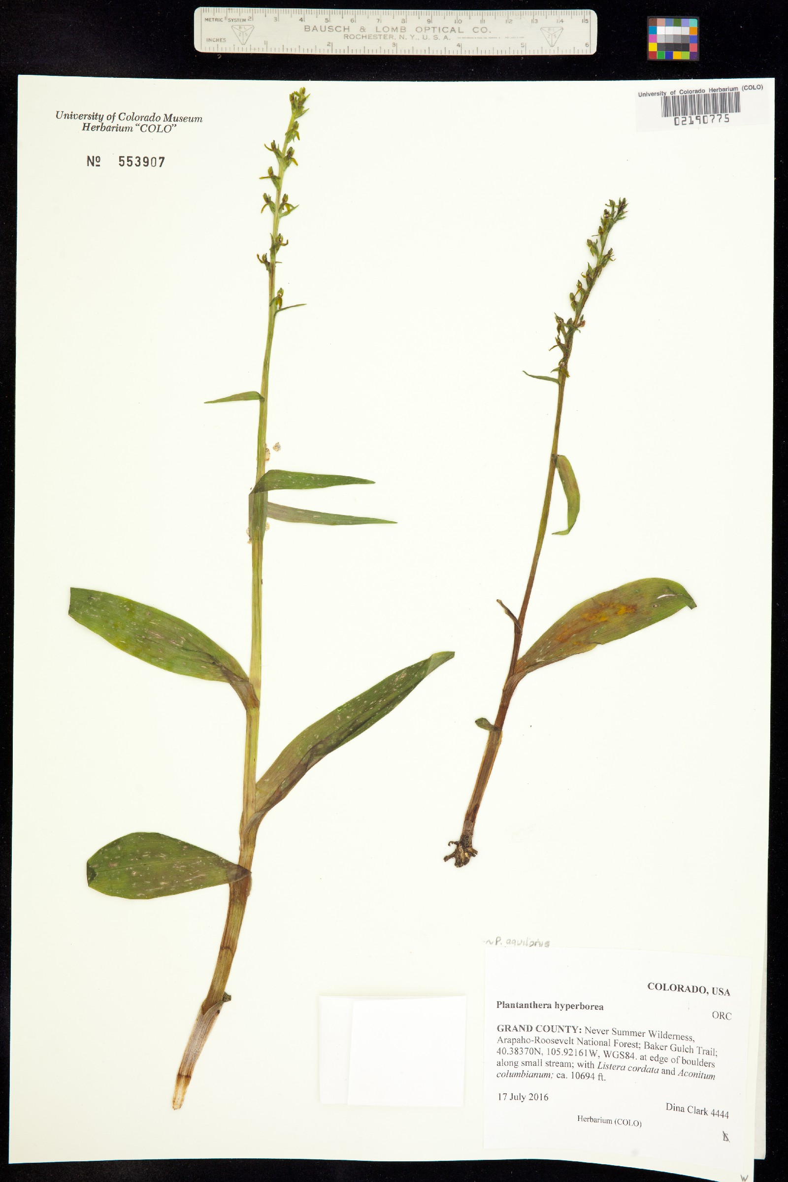 Platanthera sparsiflora image