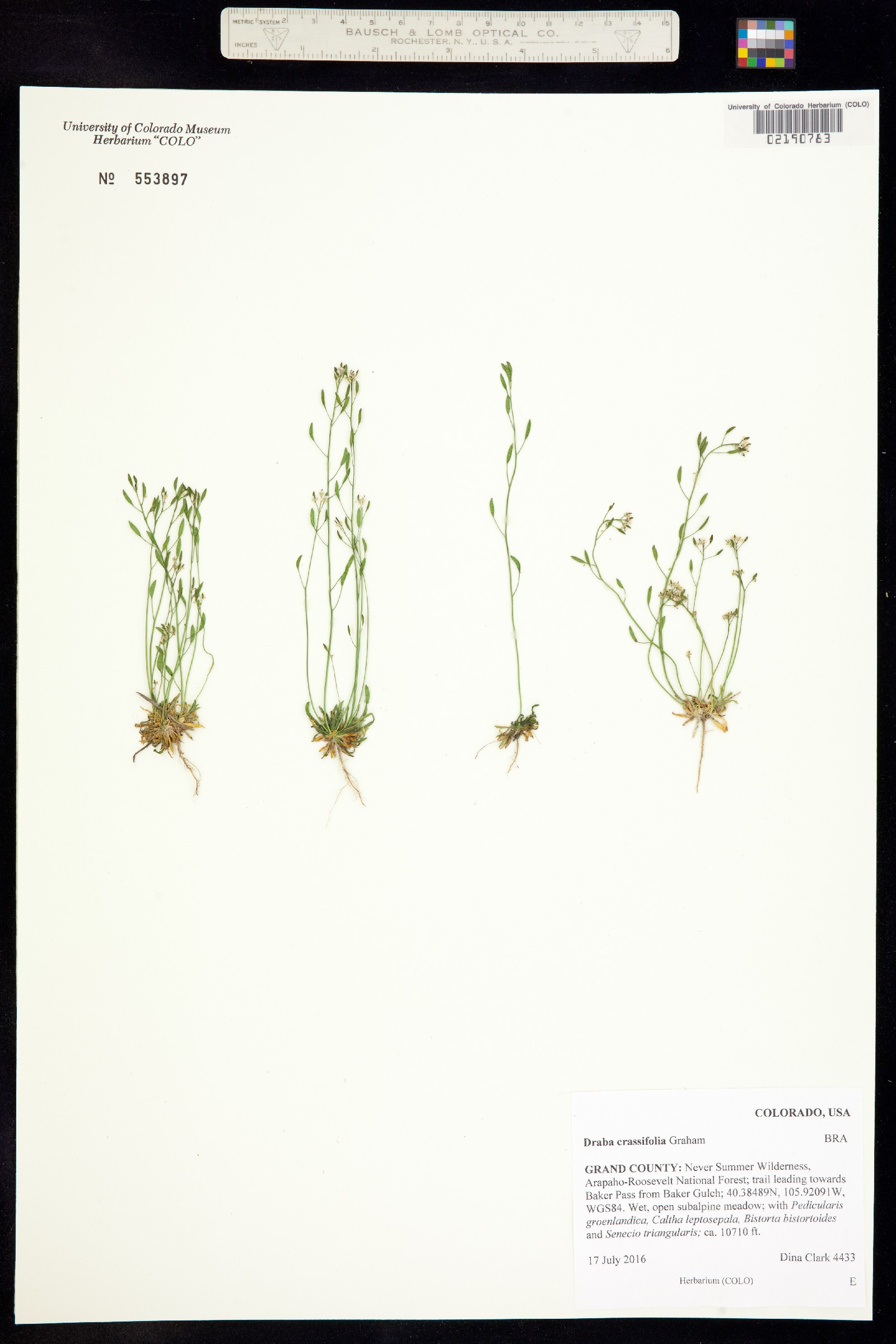 Draba crassifolia image