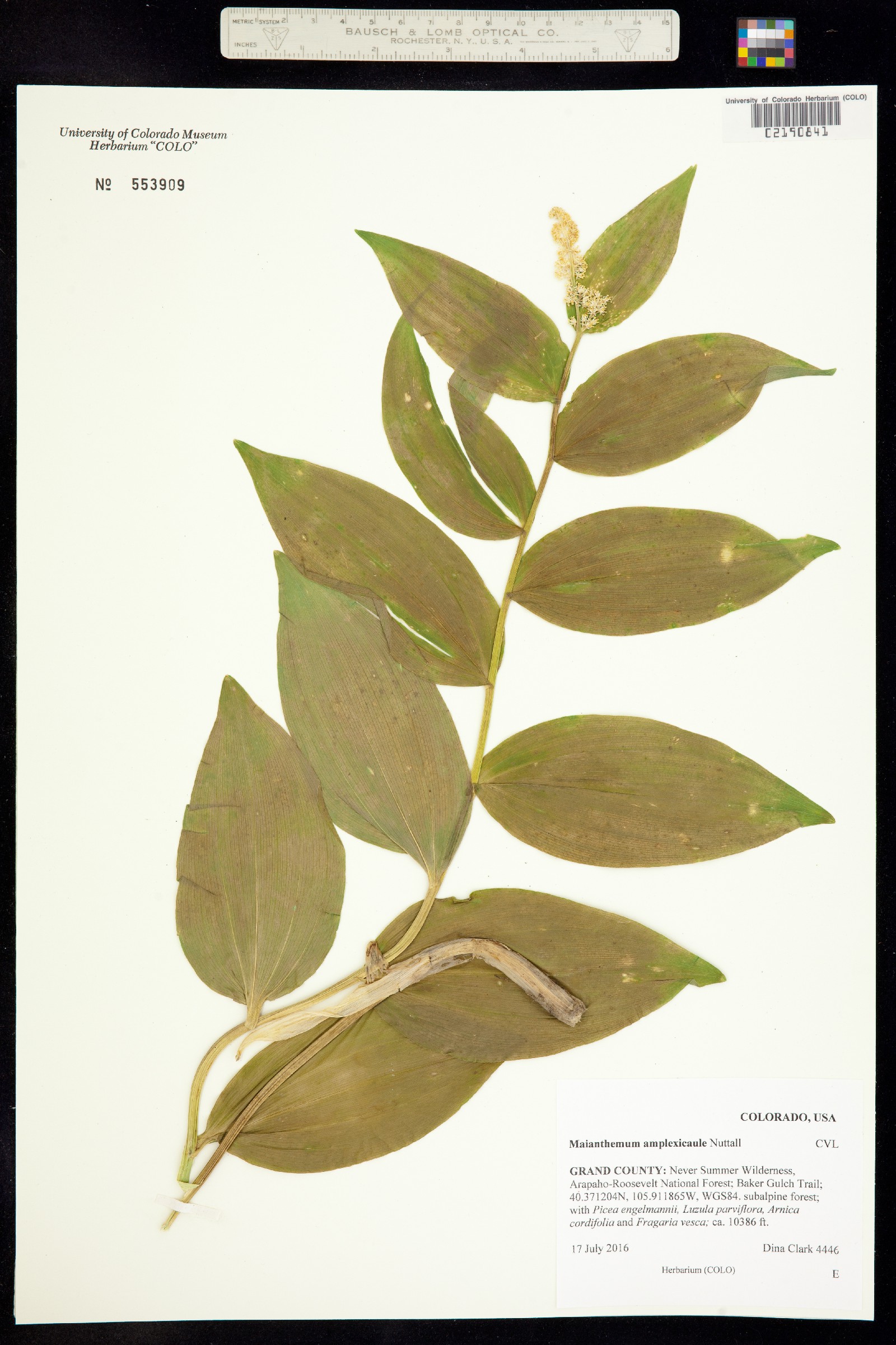 Maianthemum racemosum image