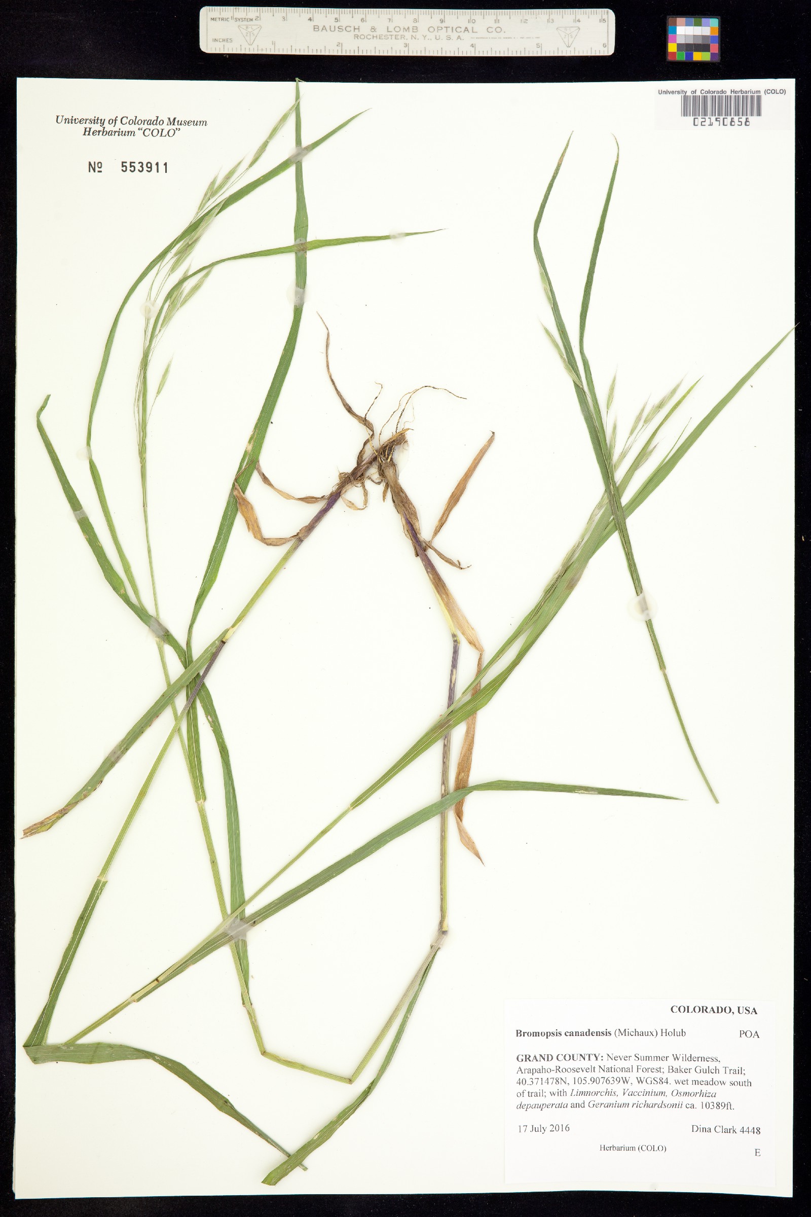 Bromus ciliatus image