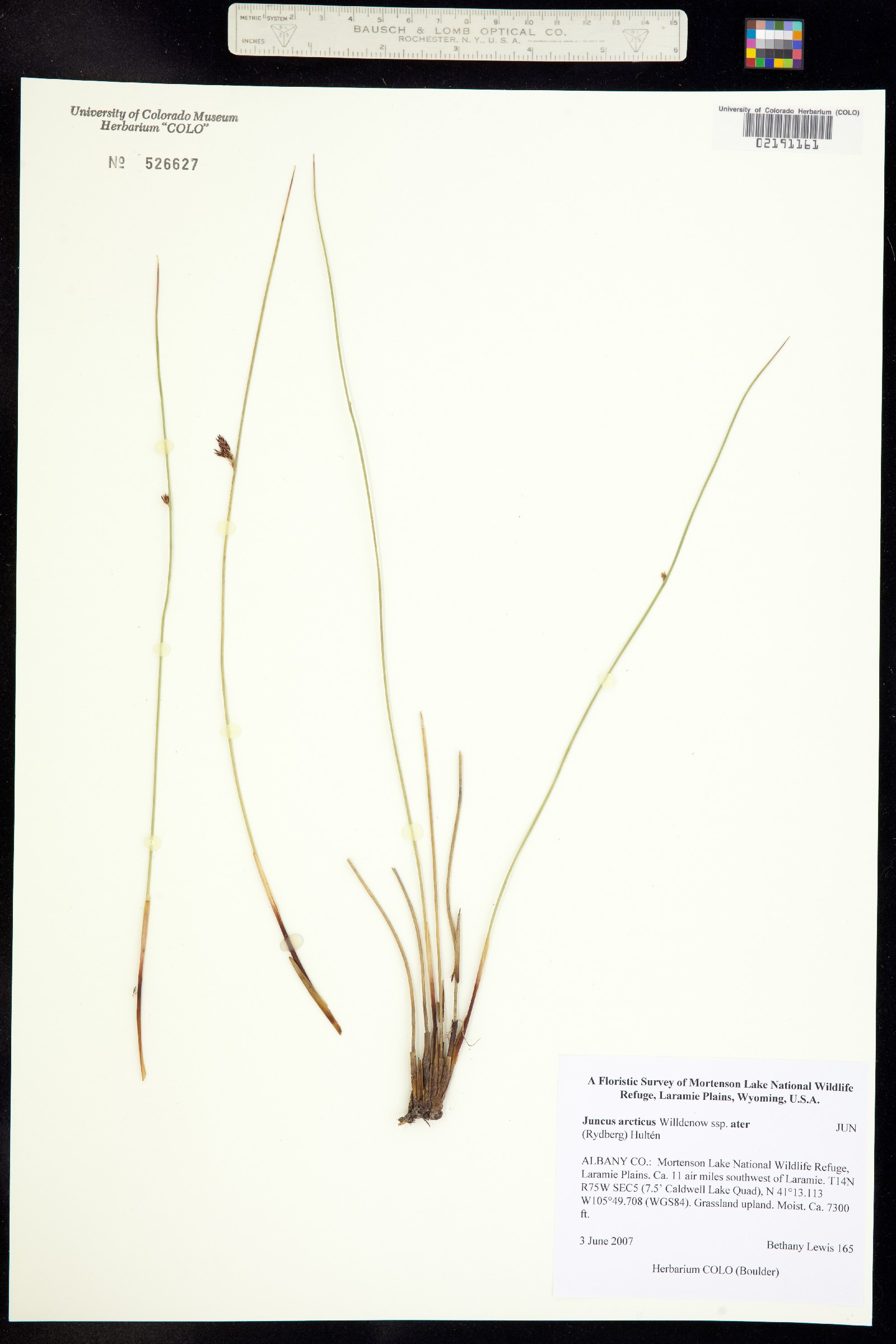 Juncus arcticus image