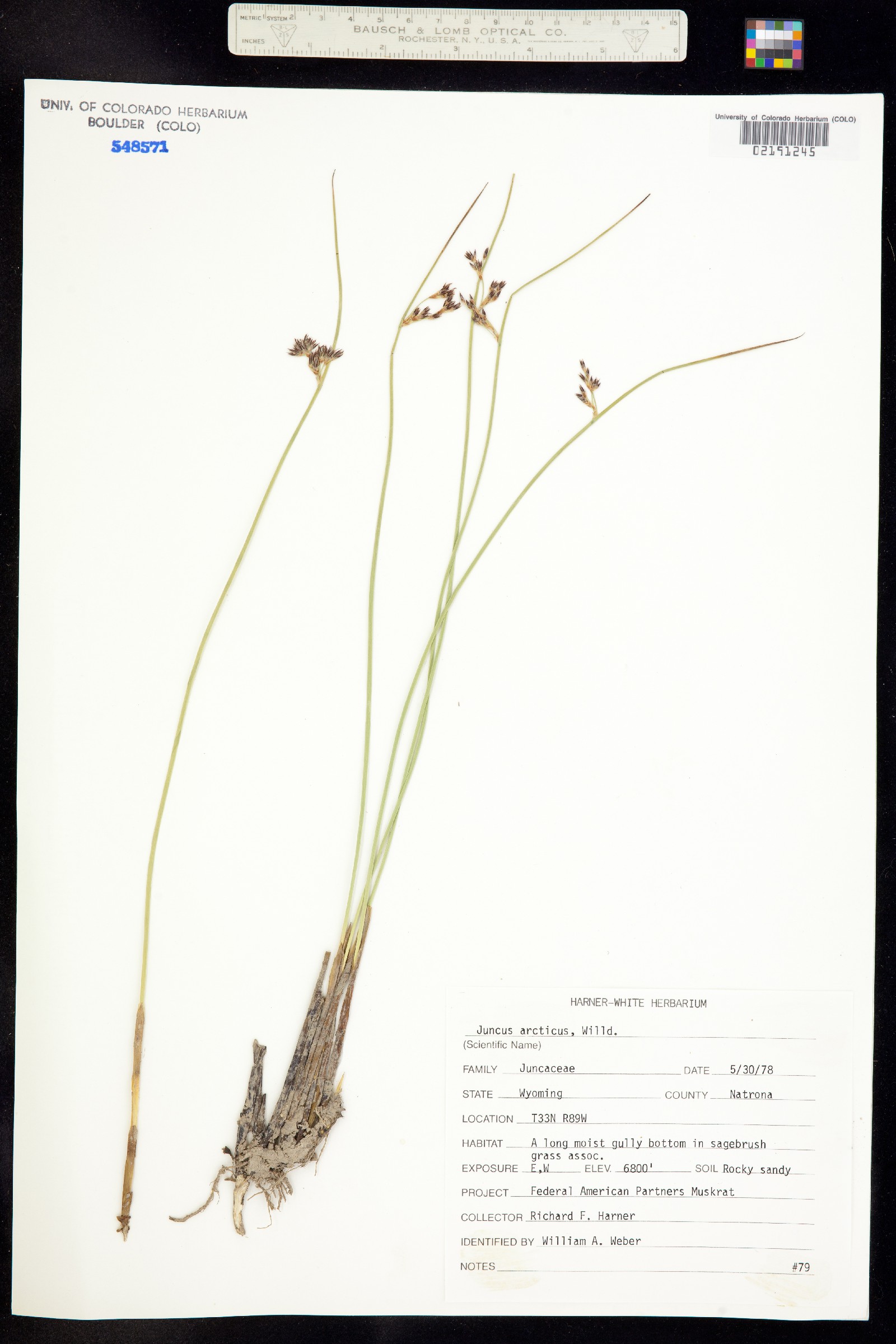 Juncus arcticus image