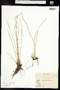 Juncus arcticus image