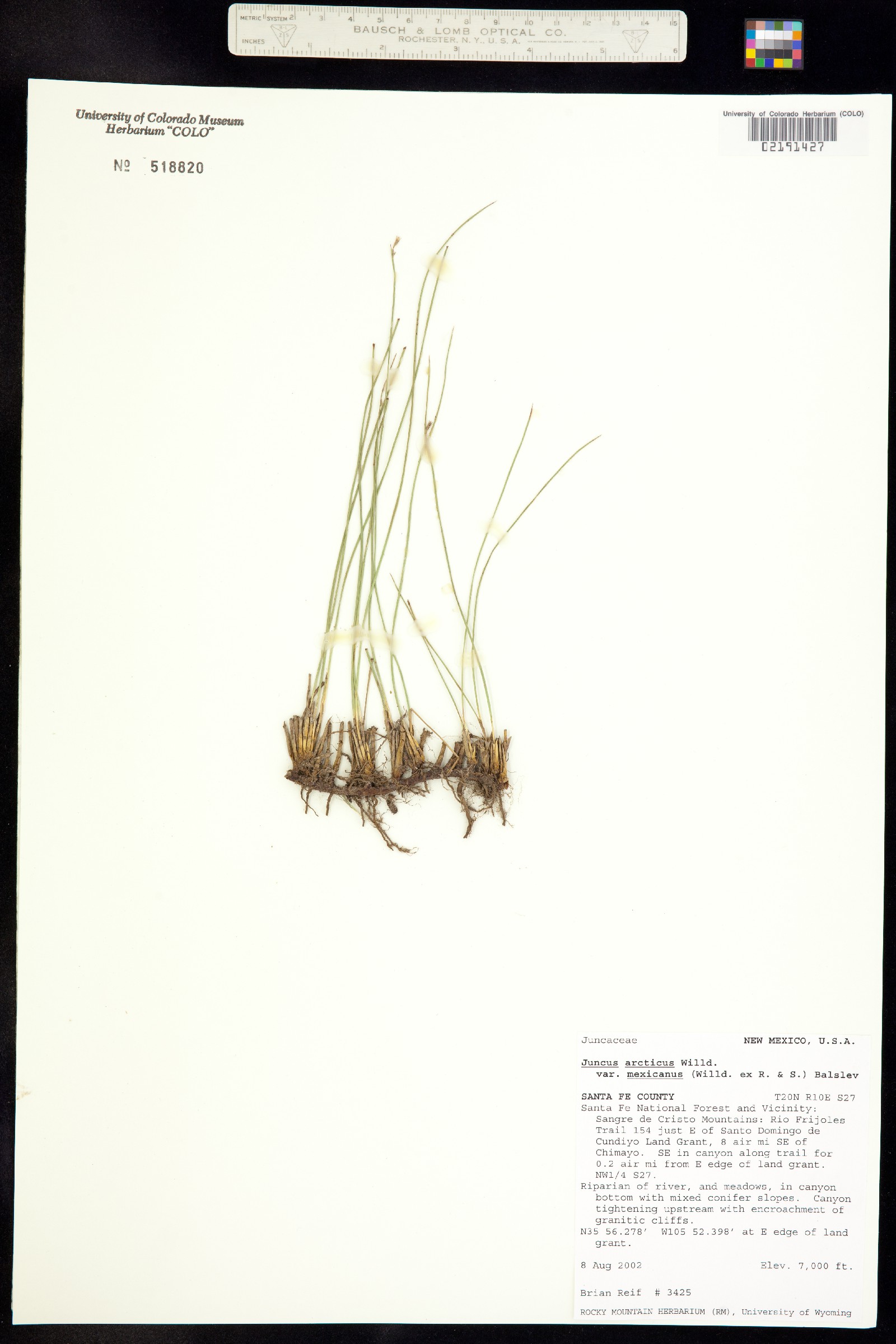 Juncus arcticus image