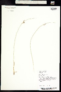 Juncus arcticus image