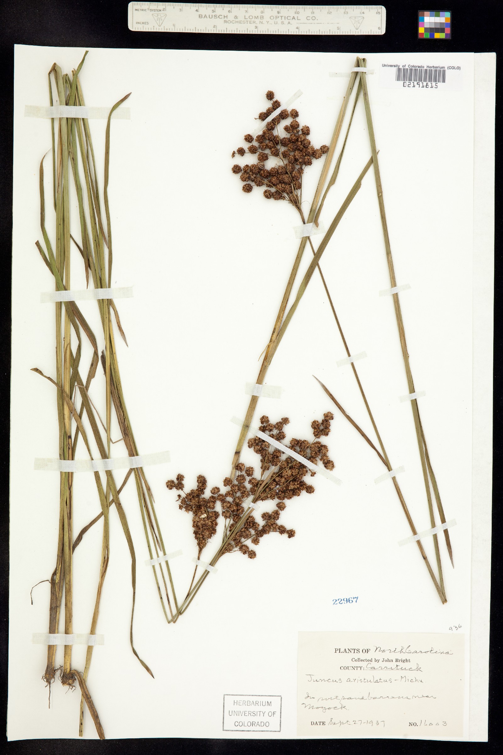 Juncus aristulatus image