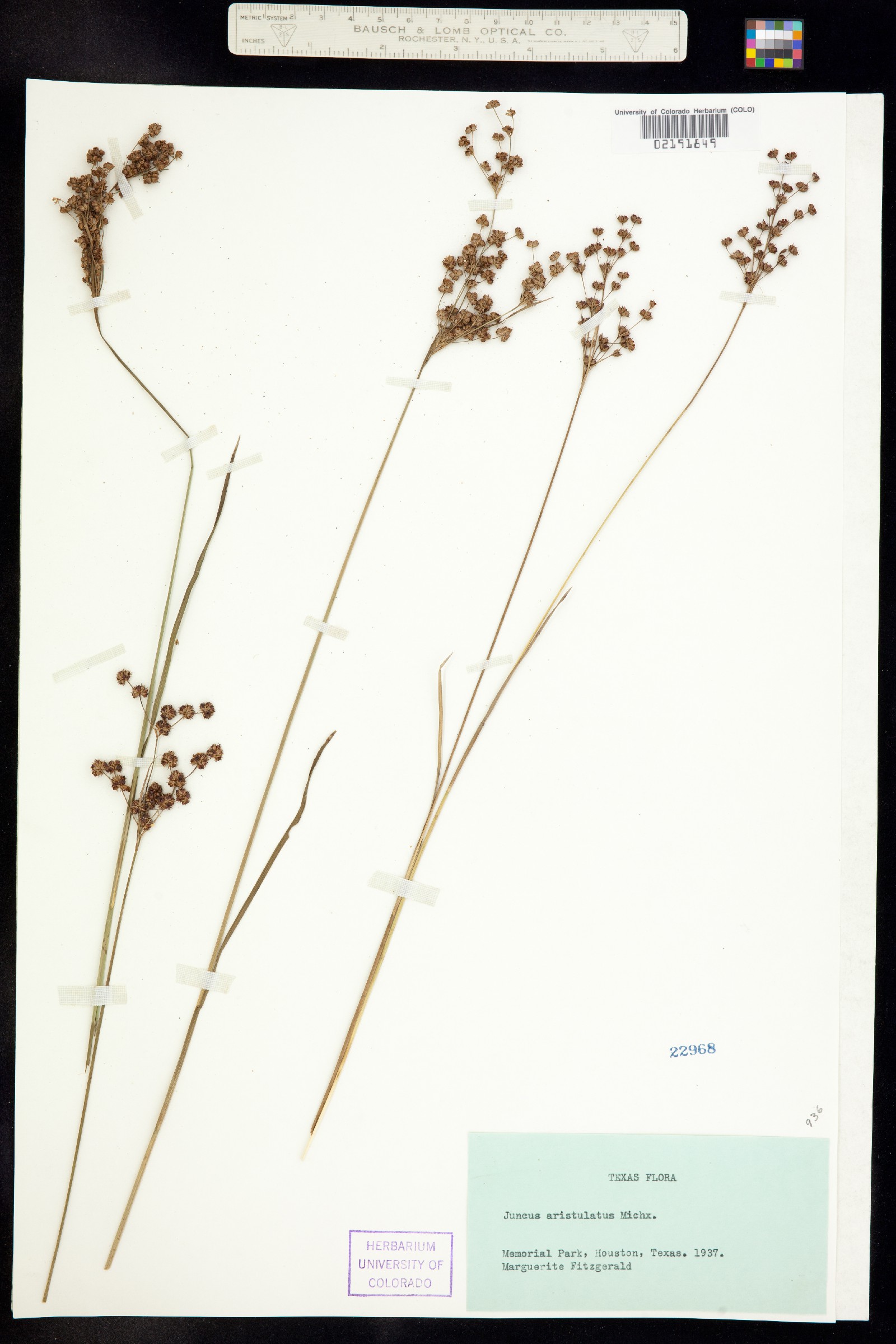 Juncus aristulatus image