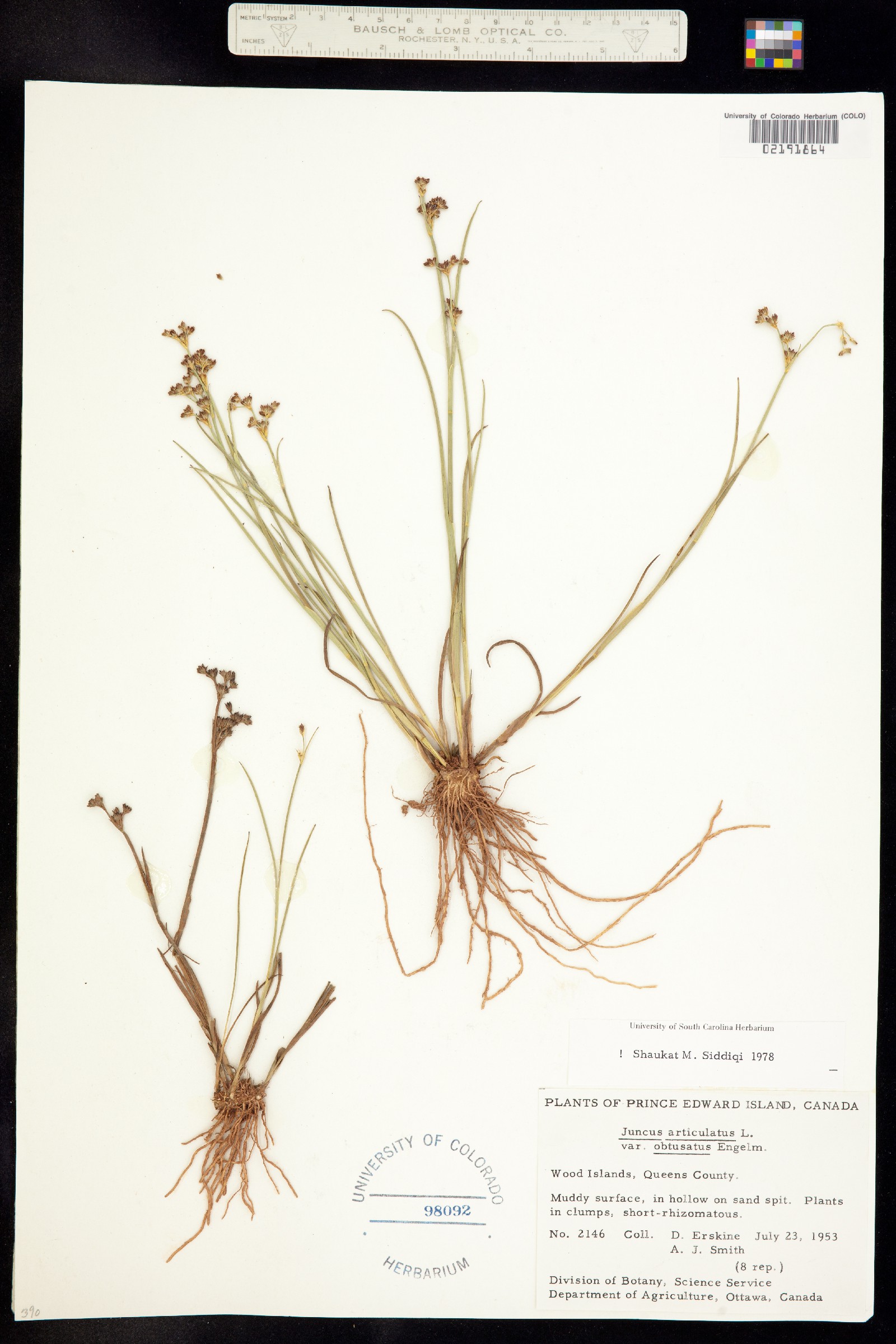 Juncaceae image