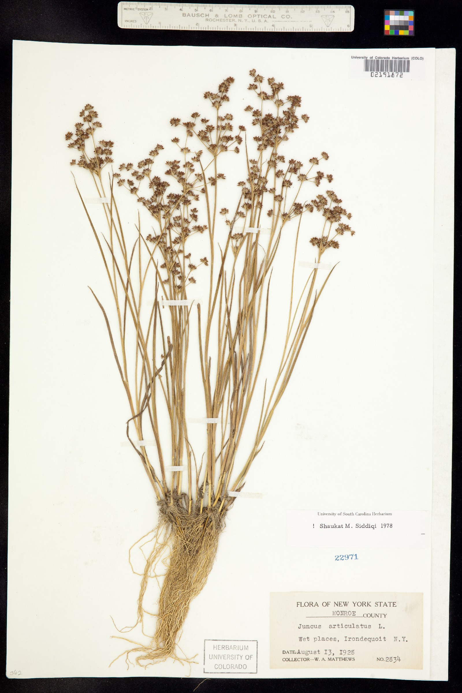 Juncus articulatus image