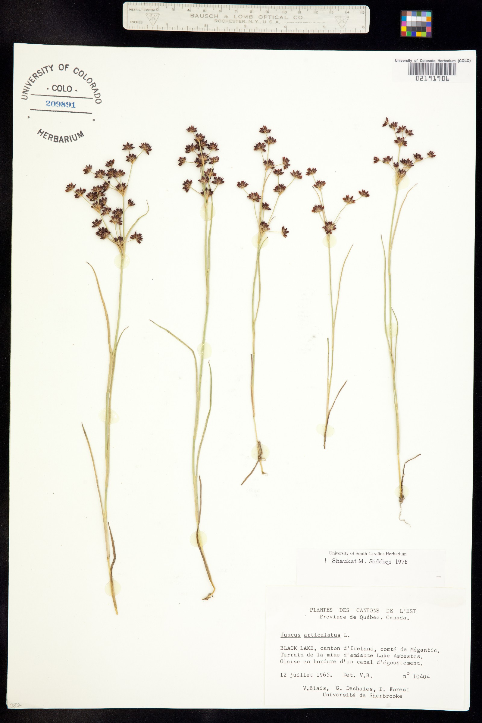 Juncus articulatus image