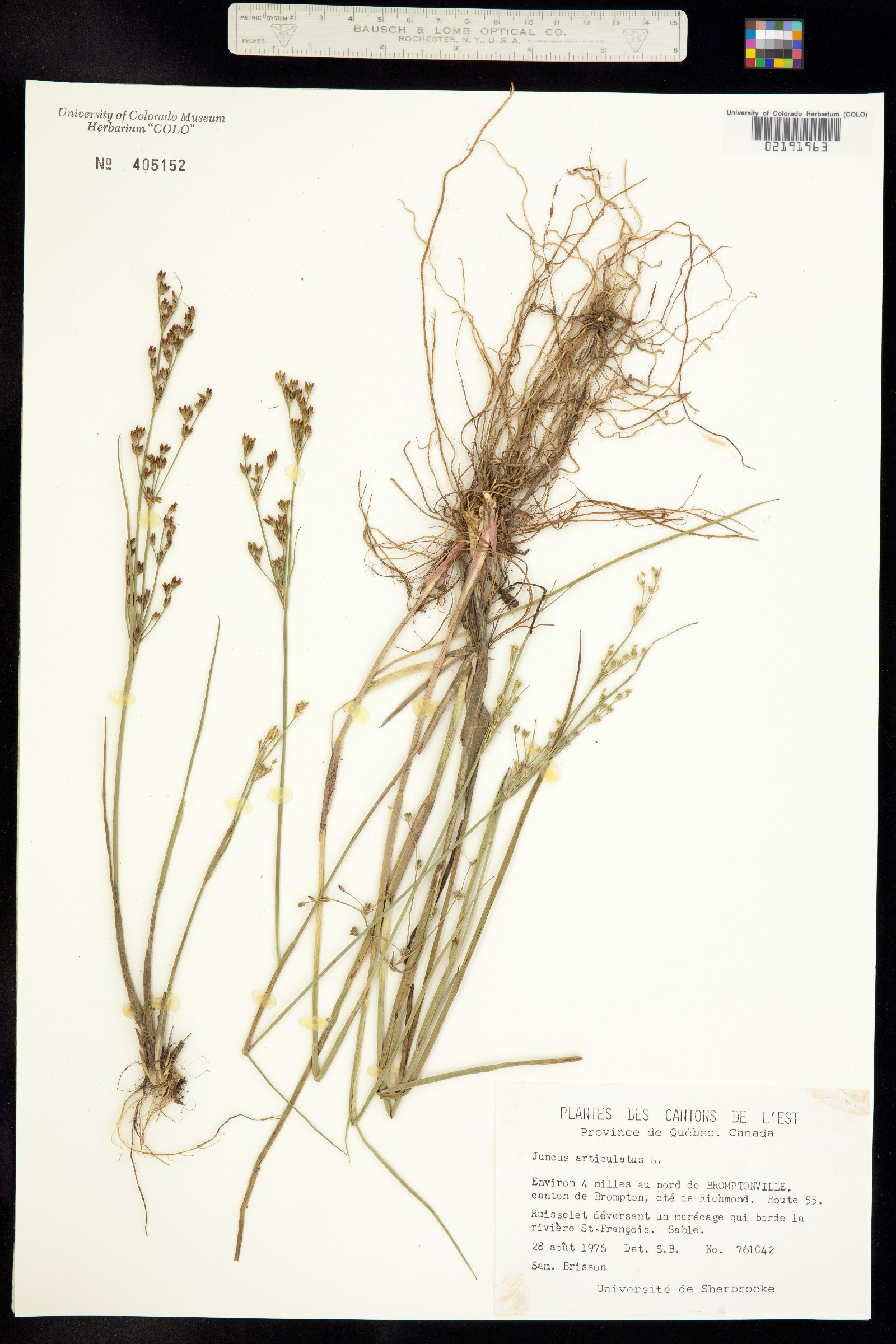 Juncus articulatus image