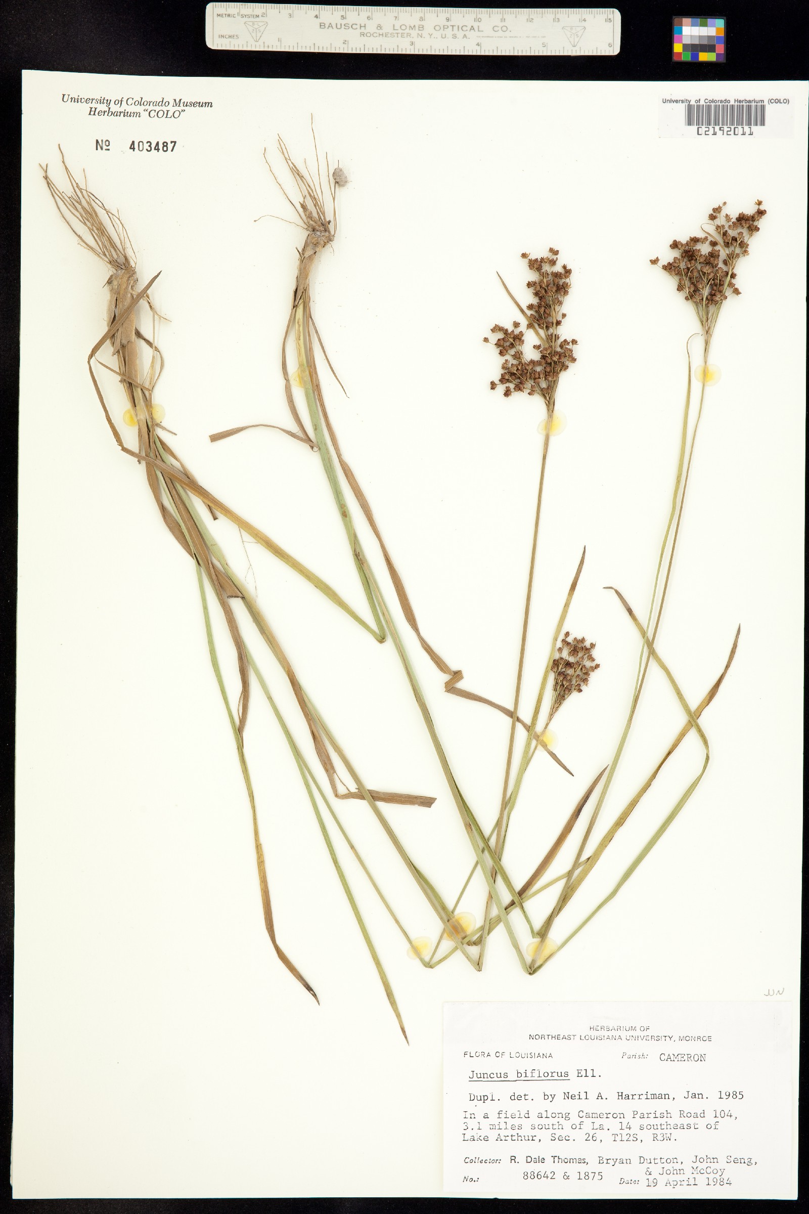 Juncus biflorus image