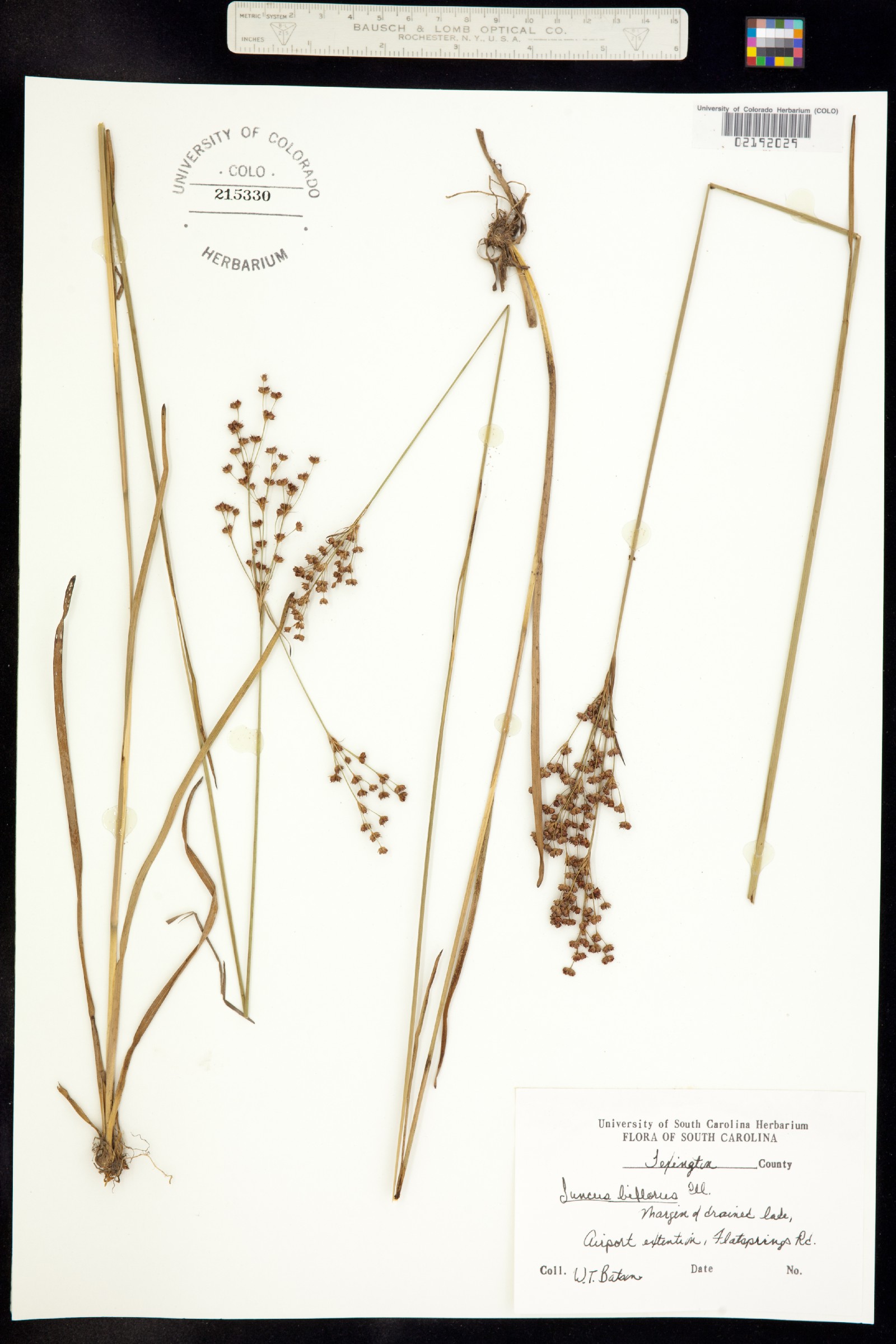Juncus biflorus image