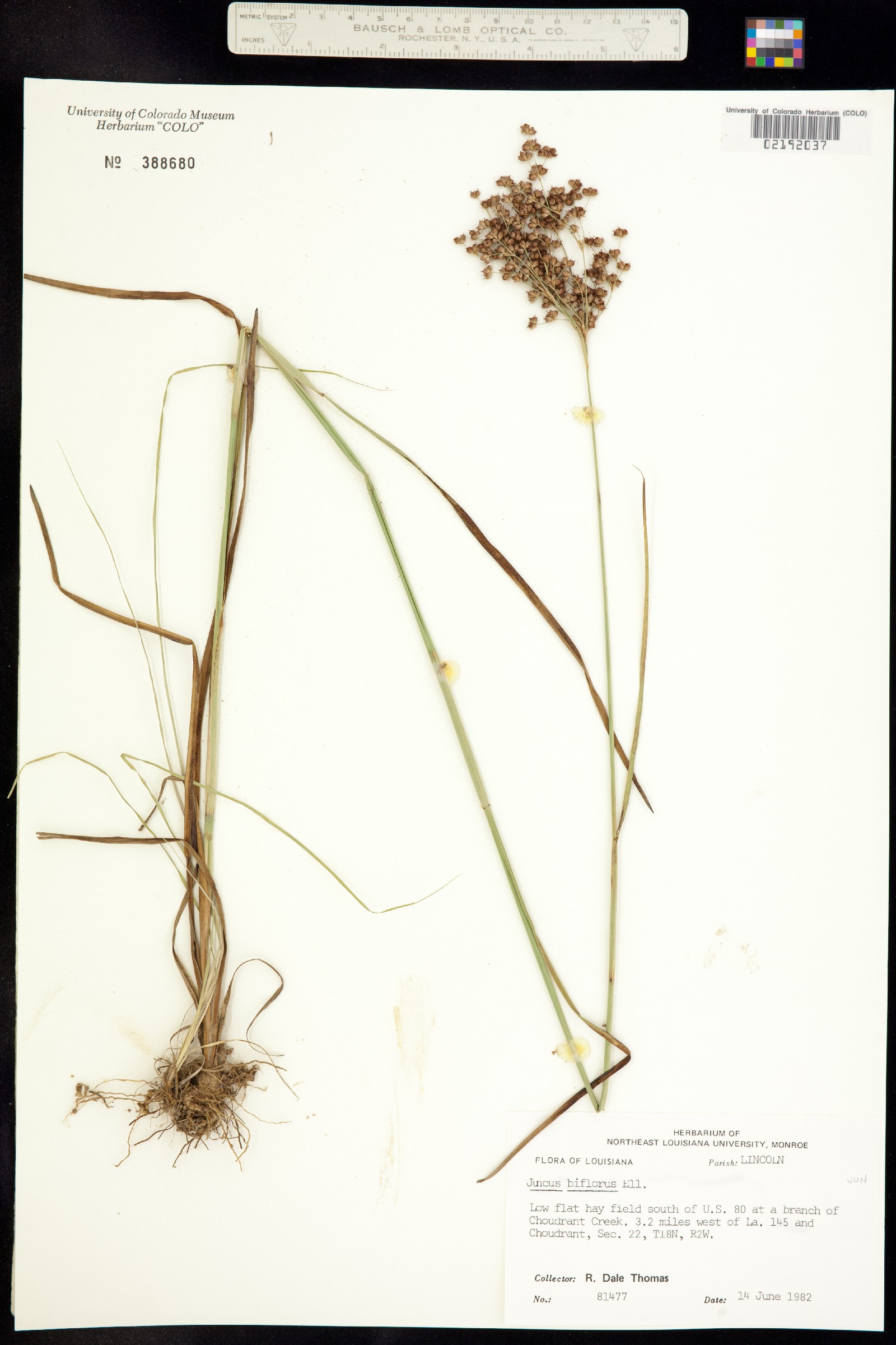 Juncus biflorus image