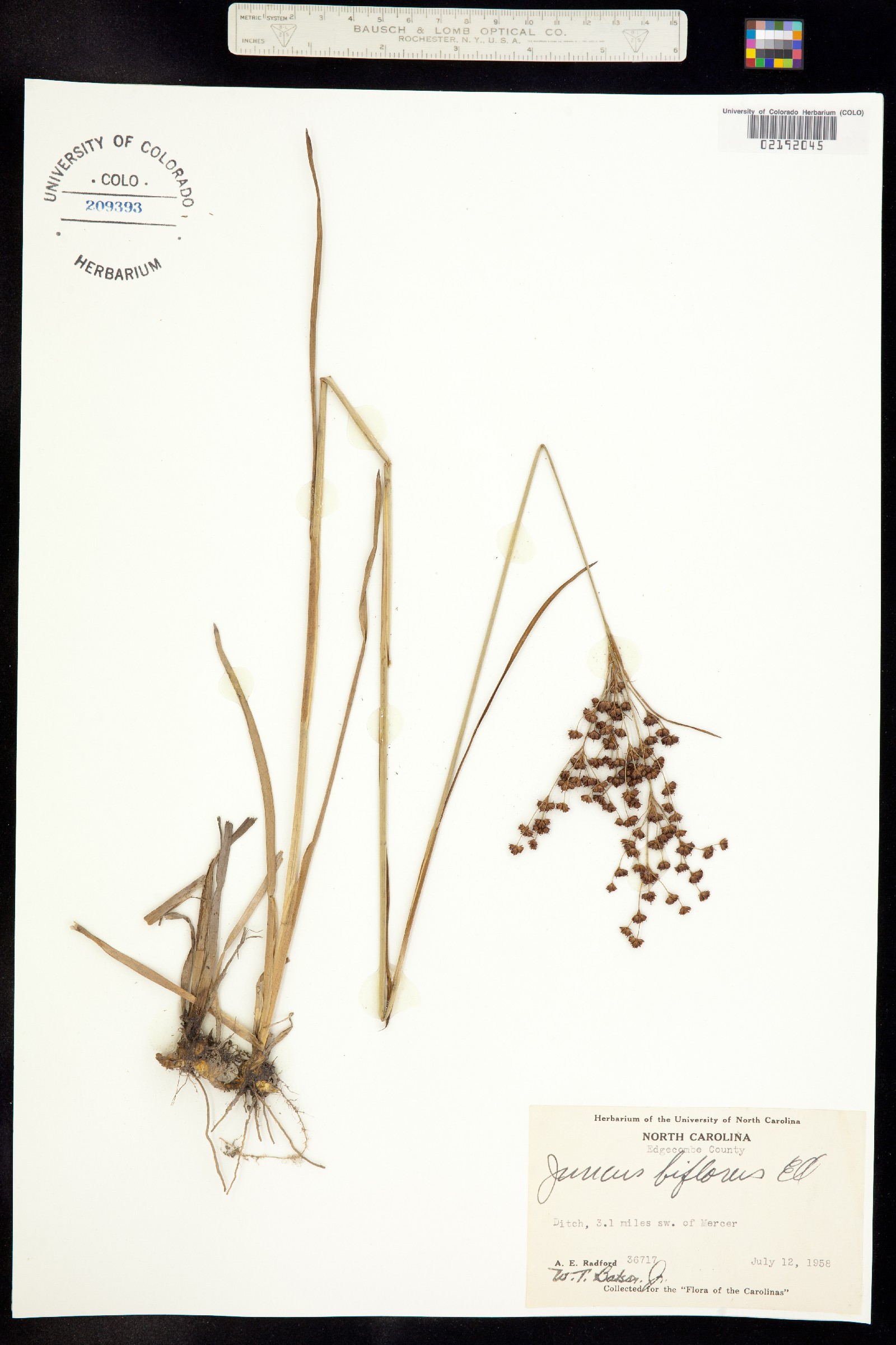 Juncus biflorus image