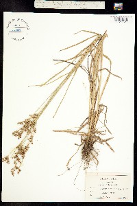 Juncus biflorus image