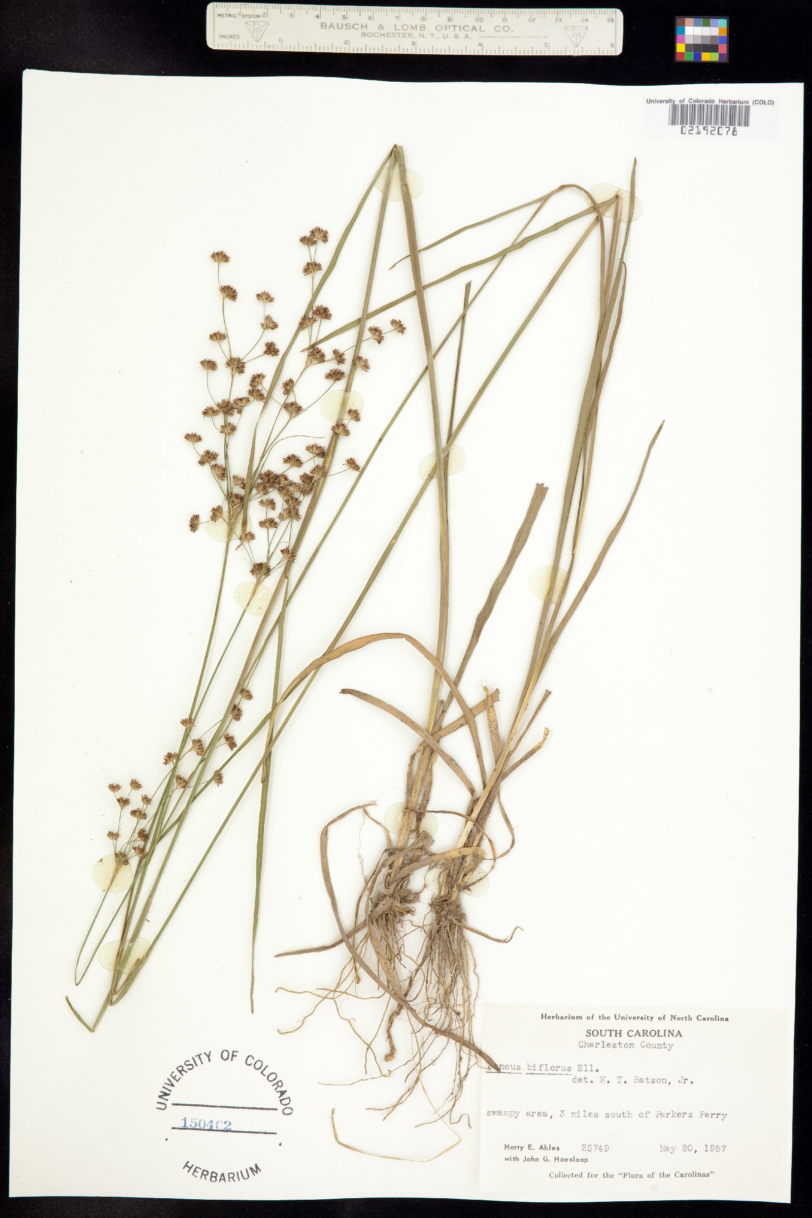 Juncus biflorus image