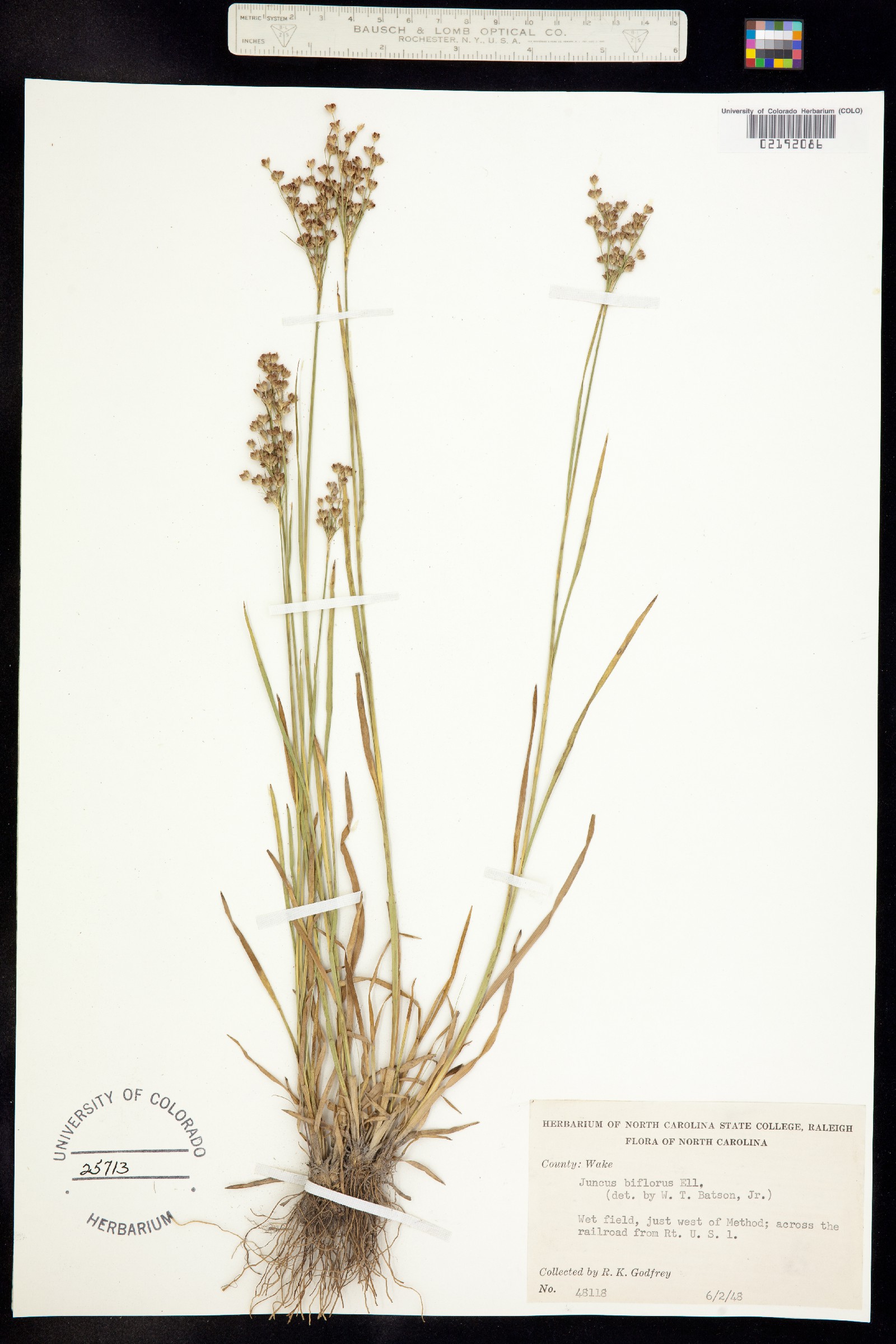 Juncus biflorus image