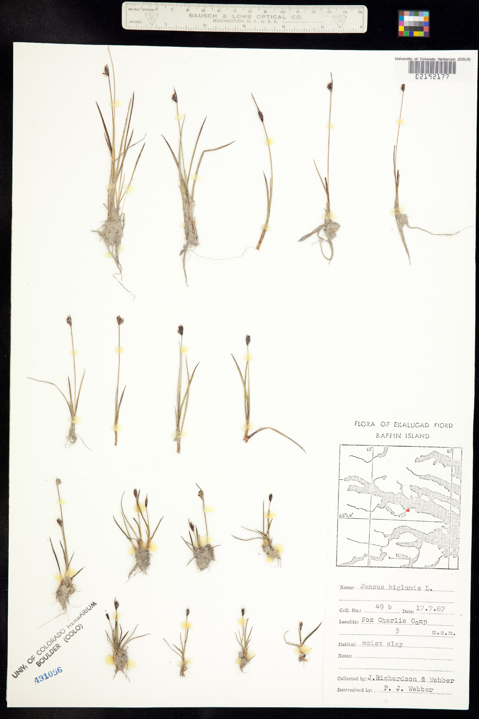 Juncus biglumis image