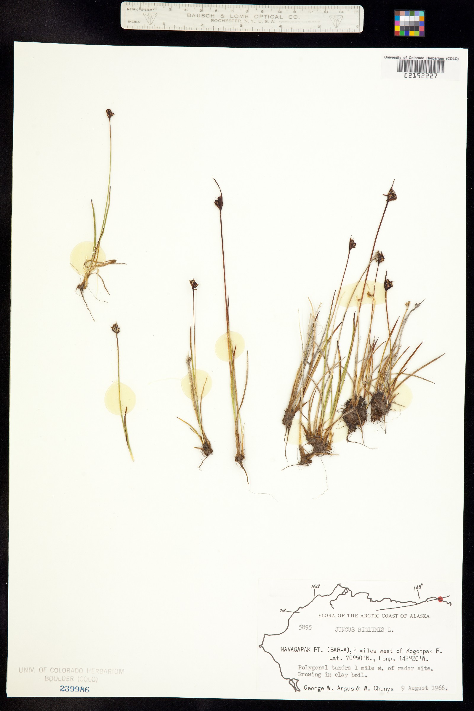 Juncus biglumis image