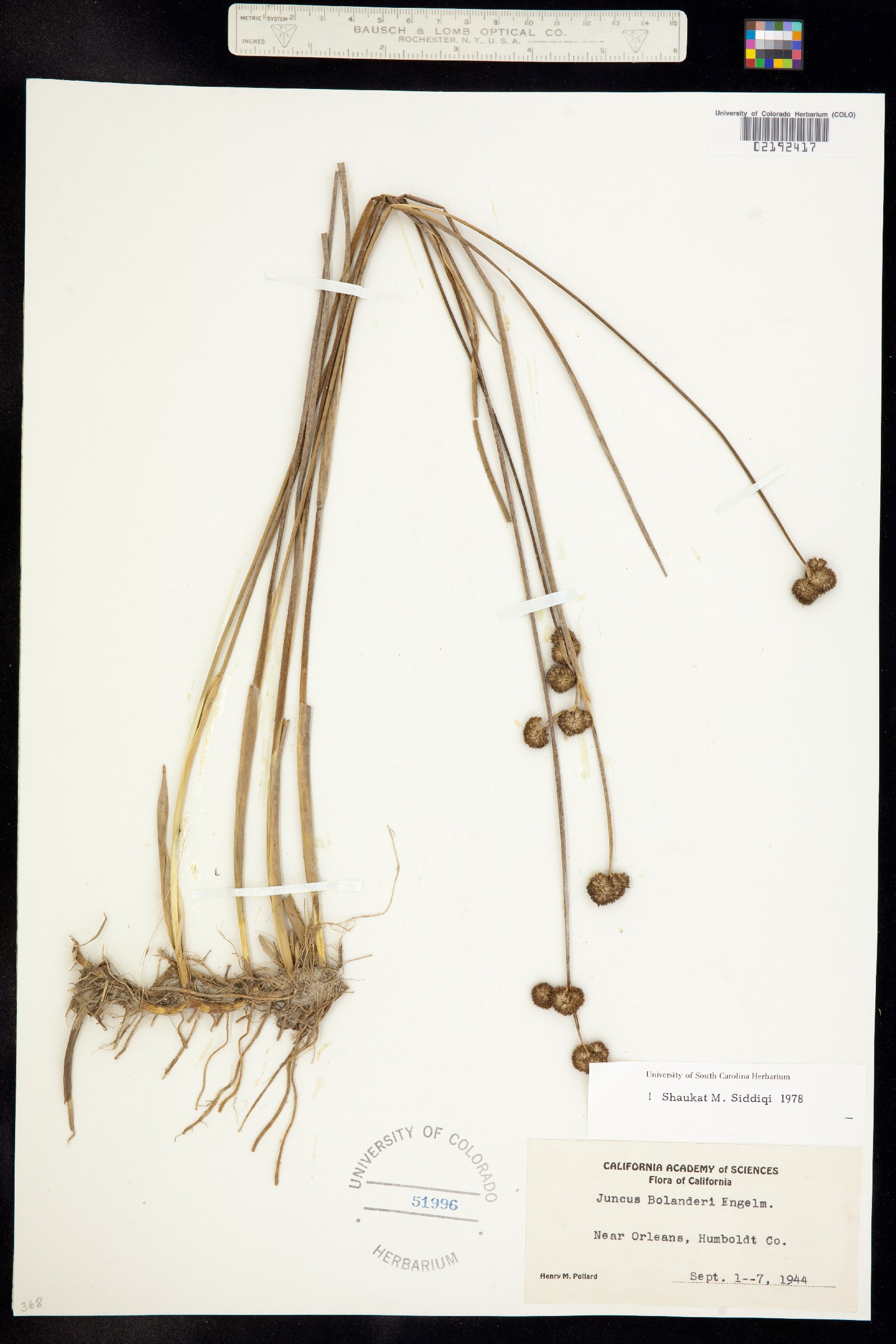 Juncus bolanderi image