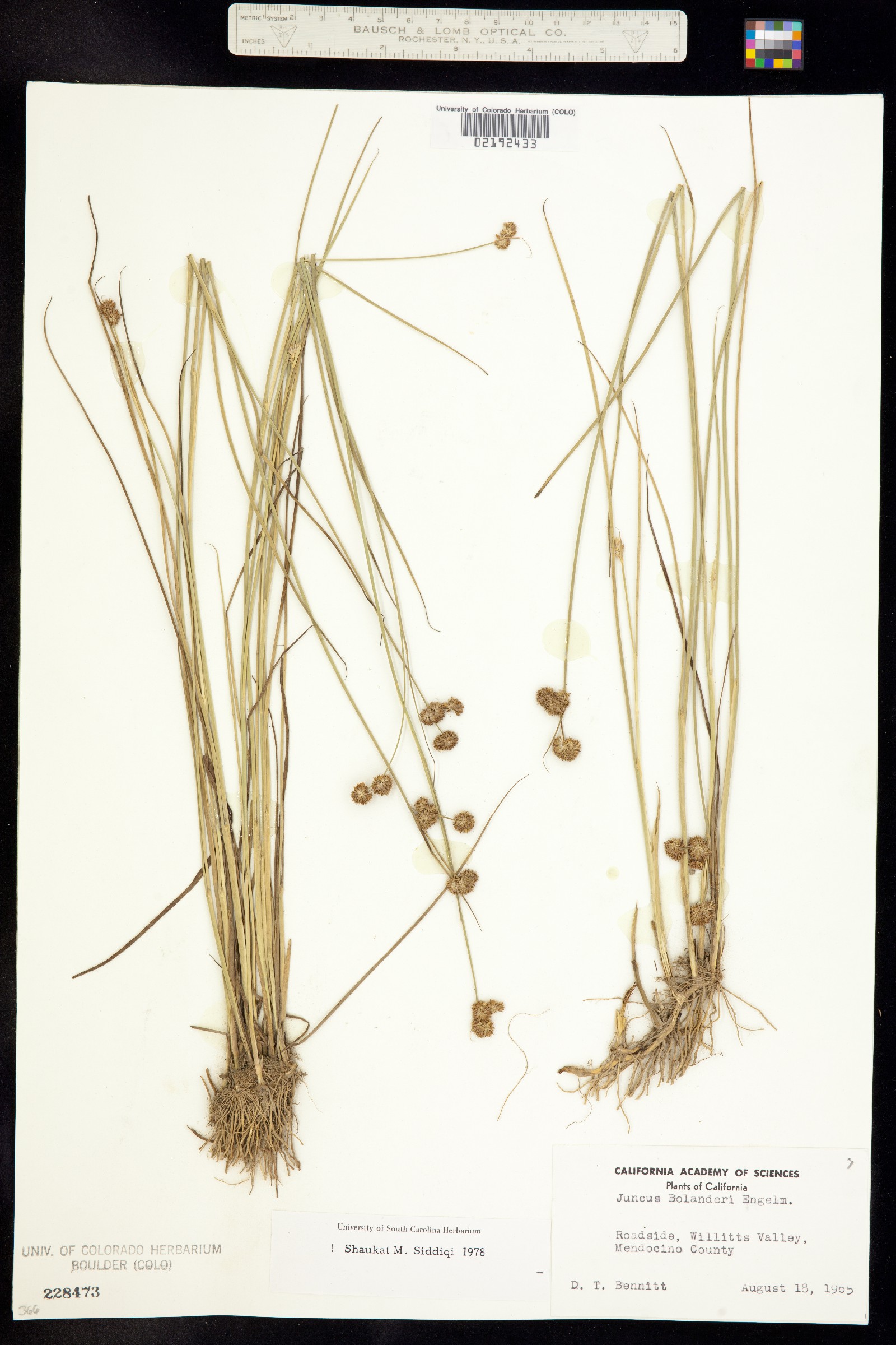 Juncus bolanderi image