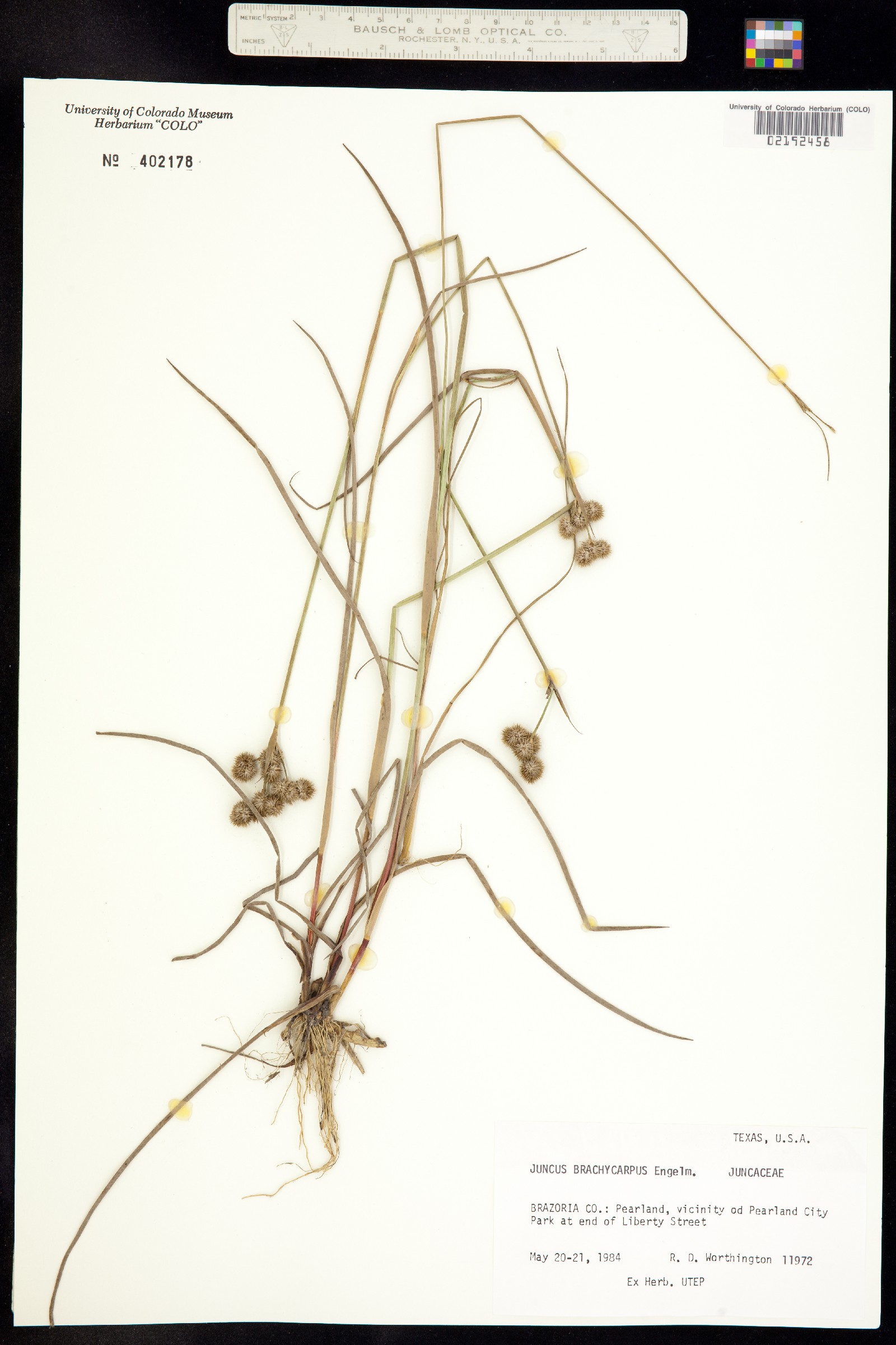 Juncus brachycarpus image
