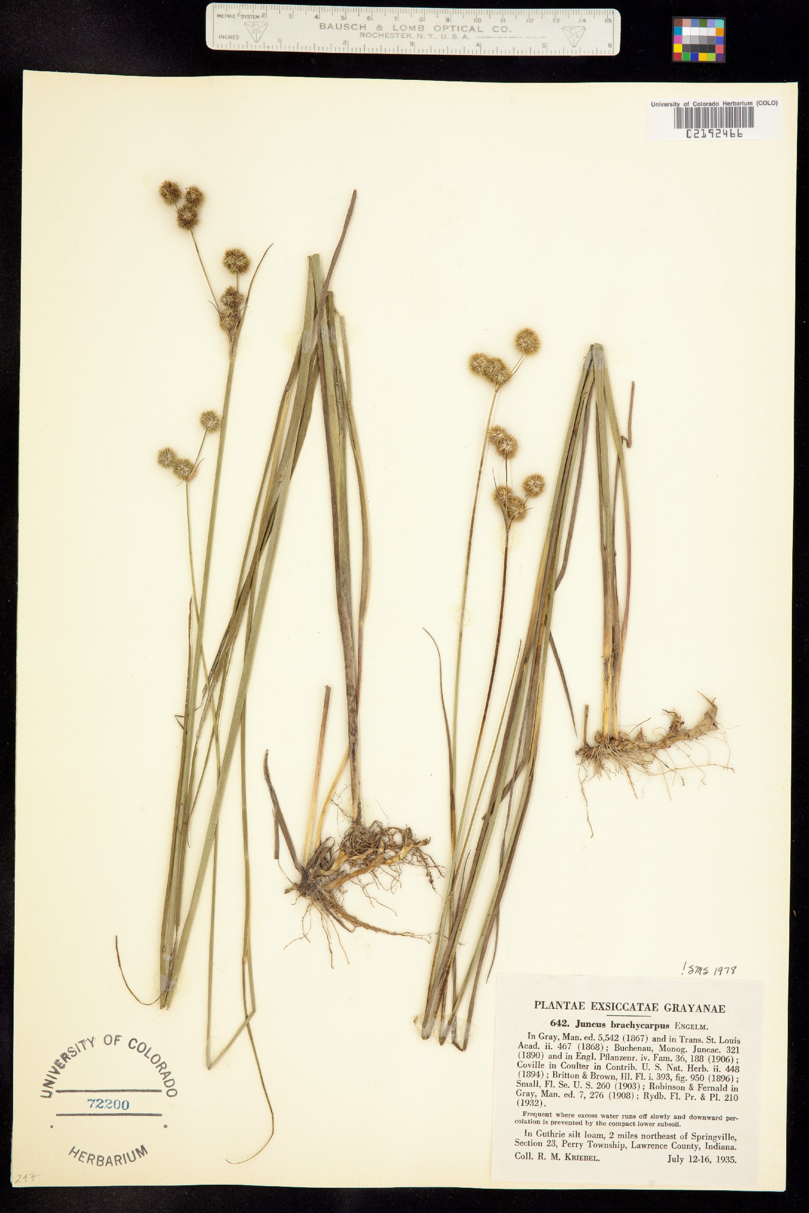 Juncus brachycarpus image