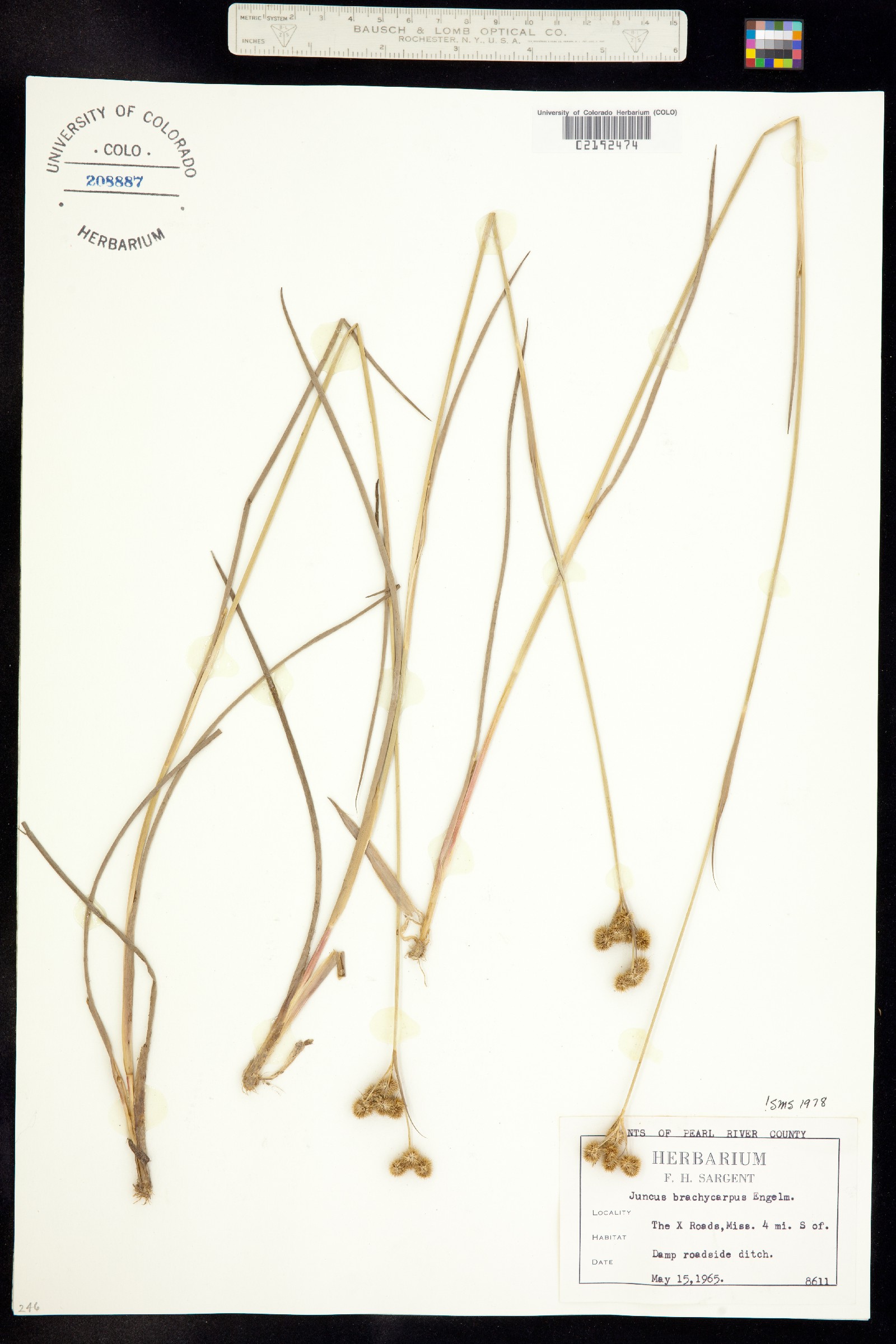 Juncus brachycarpus image