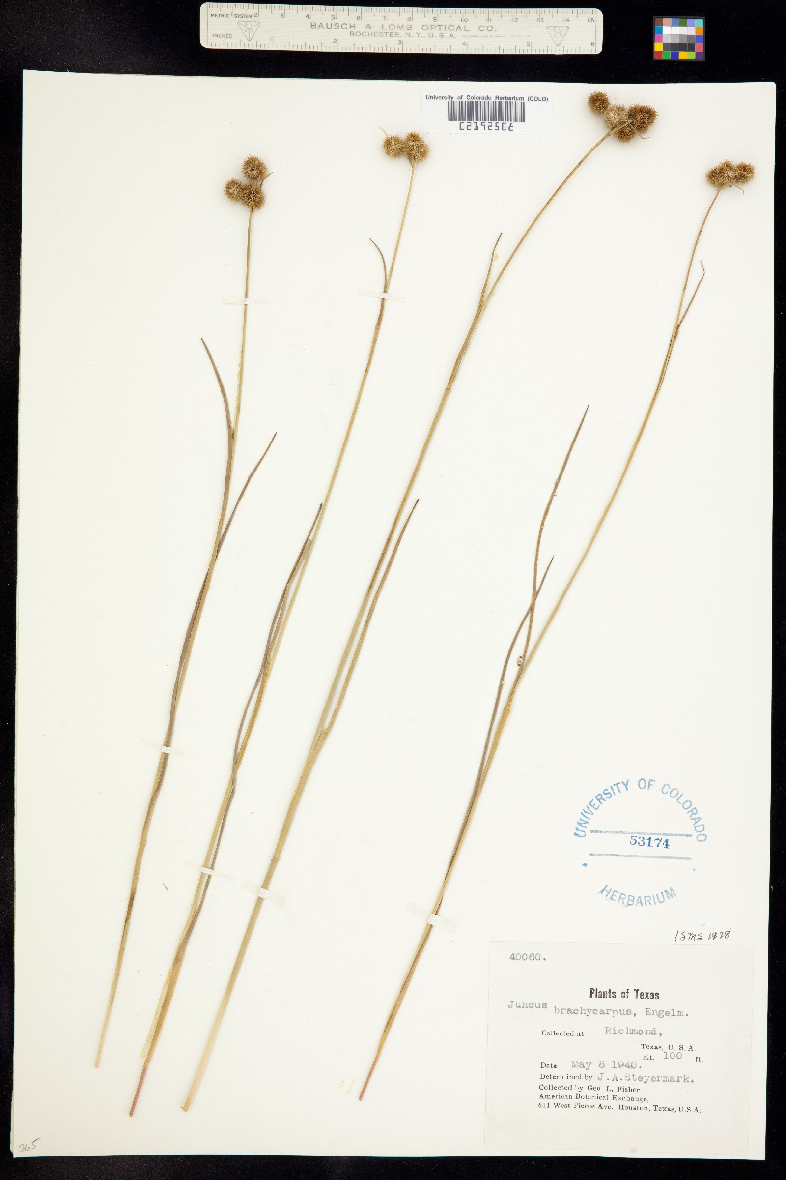Juncus brachycarpus image