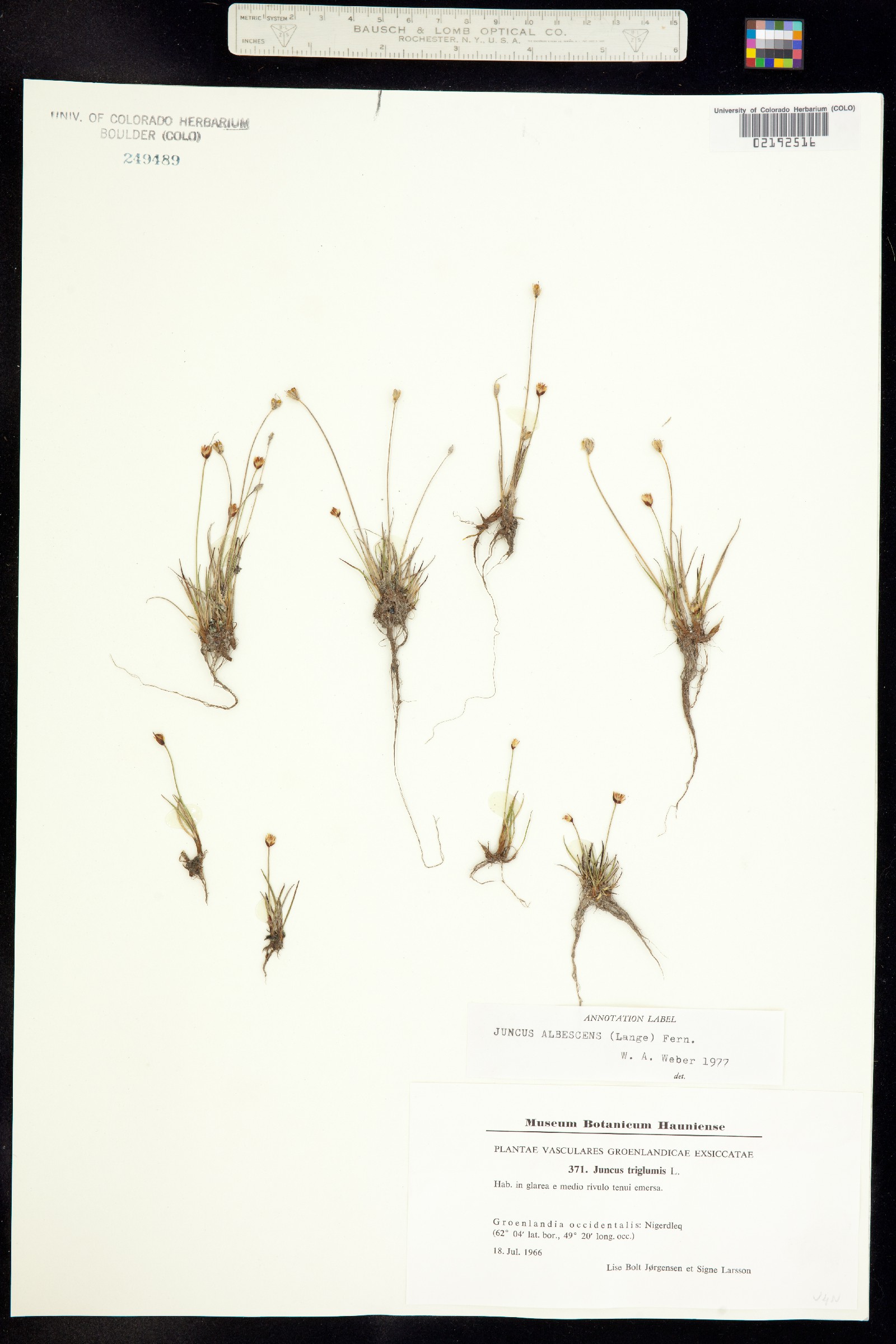 Juncus triglumis var. albescens image