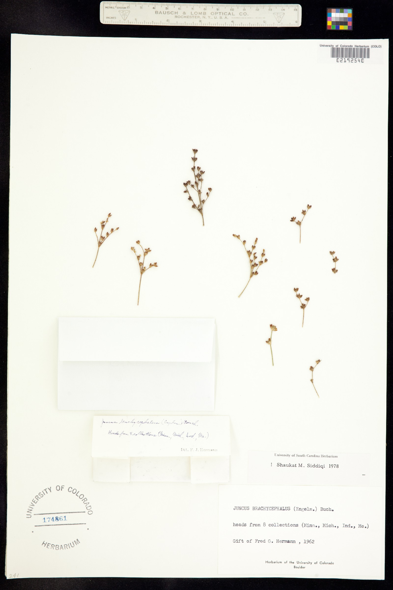 Juncus brachycephalus image