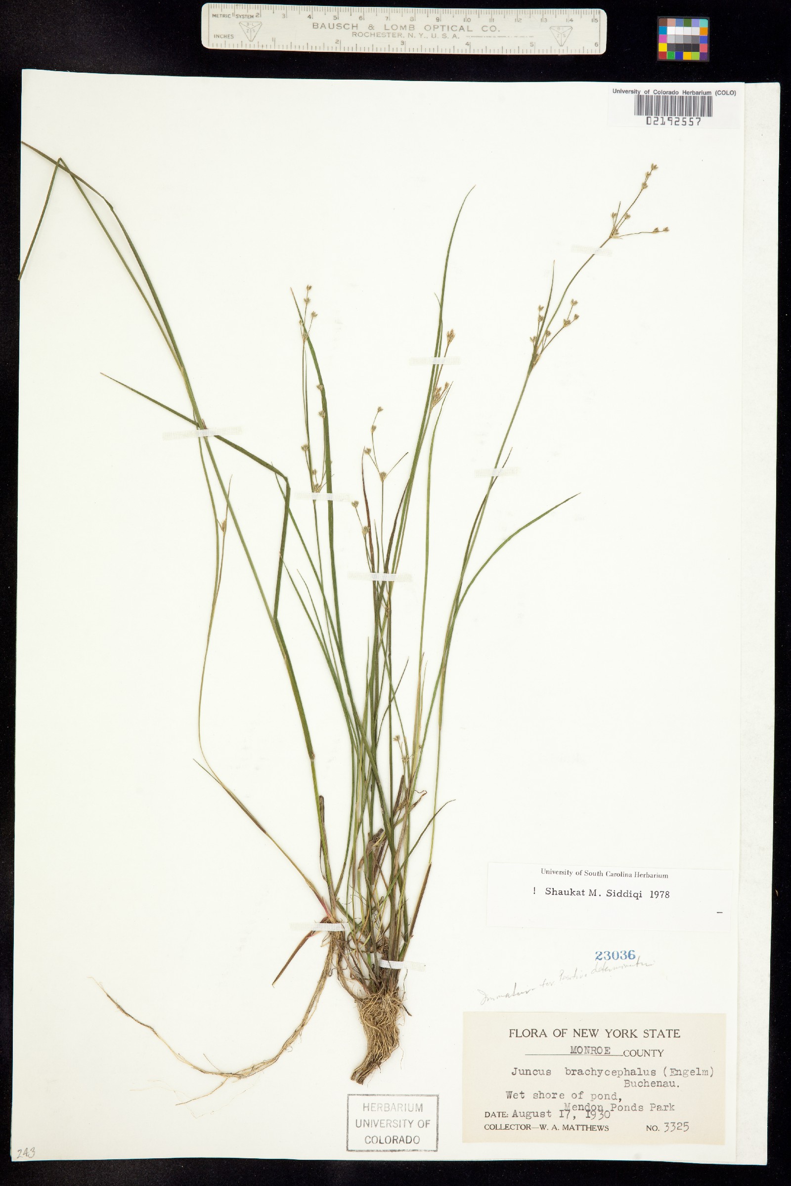 Juncus brachycephalus image