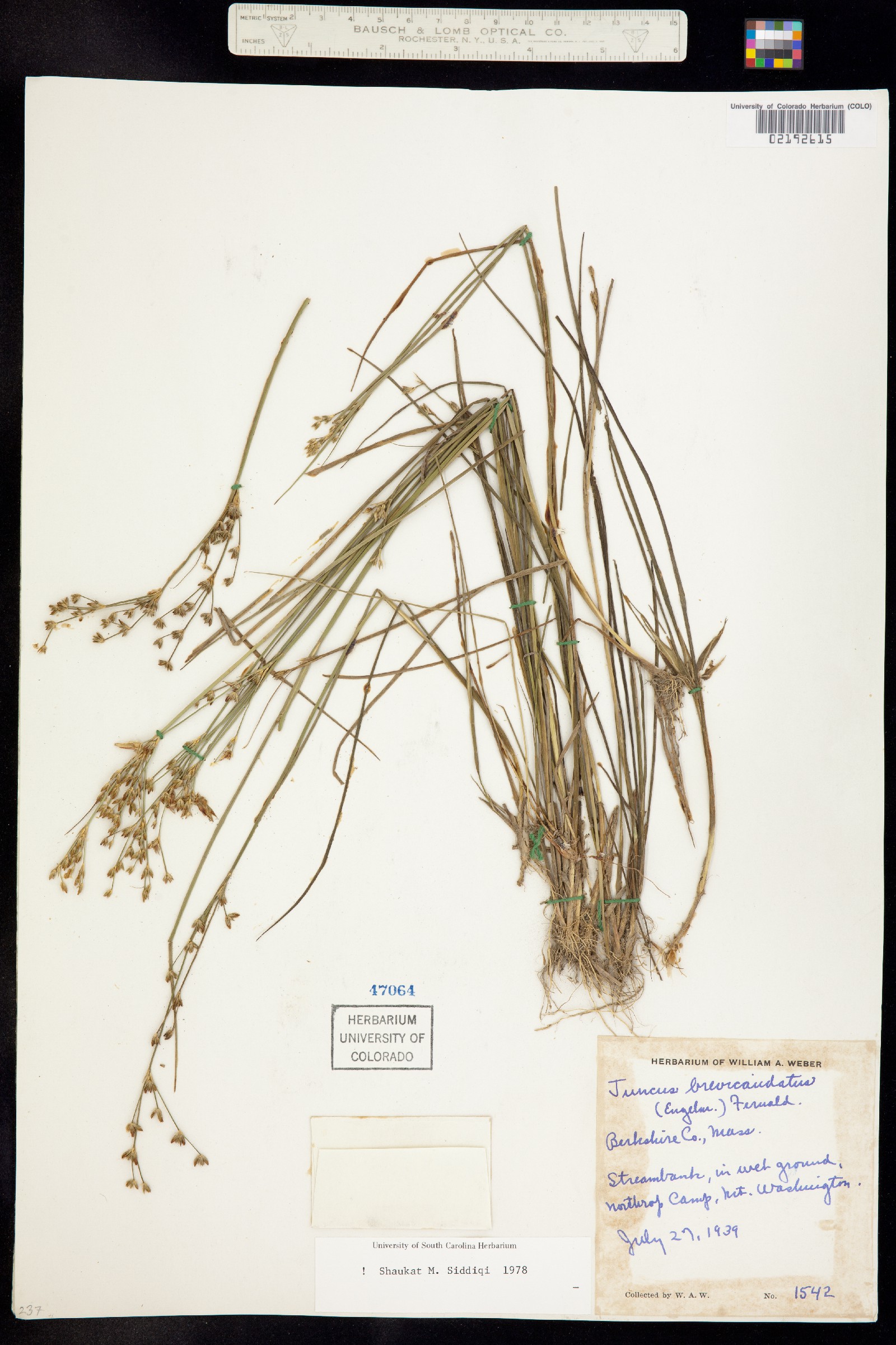 Juncus brevicaudatus image