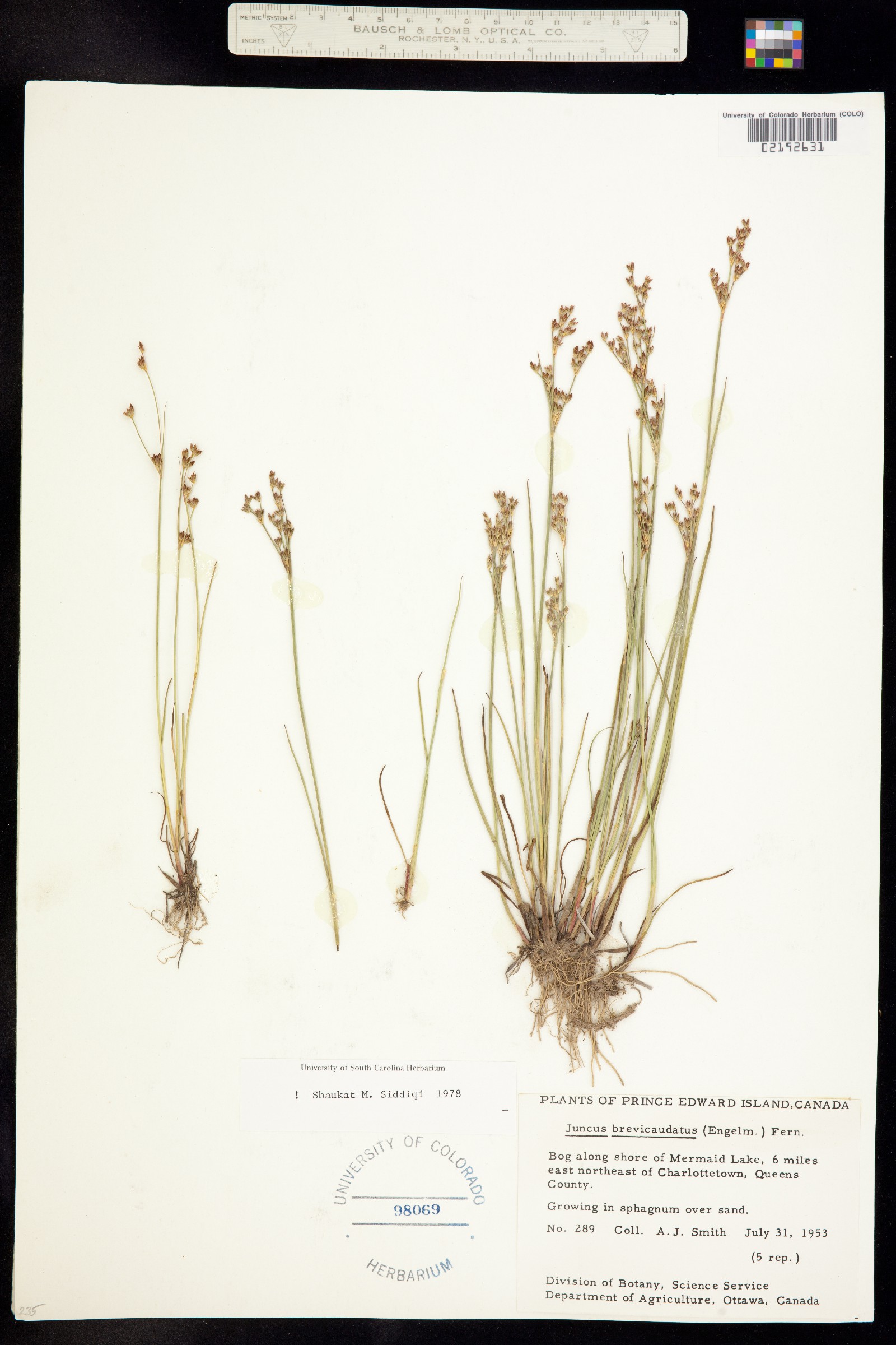 Juncus brevicaudatus image